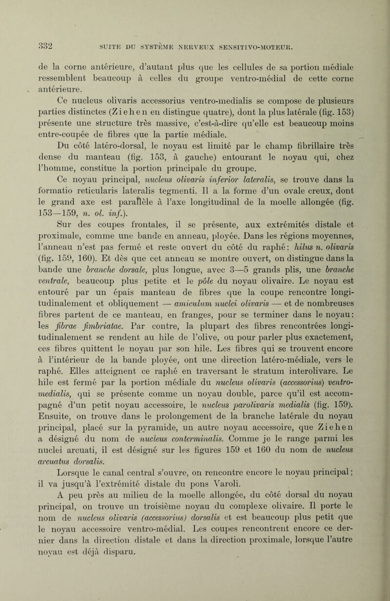 de la corne antérieure, d’autant plus que les cellules de sa portion médiale ressemblent beaucoup à celles du groupe ventro-médial de cette corne antérieure. Ce nucleus olivaris accessorius ventro-medialis se compose de plusieurs parties distinctes (Ziehen en distingue quatre), dont la plus latérale (fig. 153) présente une structure très massive, c’est-à-dire qu’elle est beaucoup moins entre-coupée de fibres que la partie médiale. Du côté latéro-dorsal, le noyau est limité par le champ fibrillaire très dense du manteau (fig. 153, à gauche) entourant le noyau qui, chez l’homme, constitue la portion principale du groupe. Ce noyau principal, nucleus olivaris inferior lateralis, se trouve dans la formatio reticularis lateralis tegmenti. Il a la forme d’un ovale creux, dont le grand axe est parallèle à l’axe longitudinal de la moelle allongée (fig. 153—159, n. ol. inf.). Sur des coupes frontales, il se présente, aux extrémités distale et proximale, comme une bande en anneau, ployée. Dans les régions moyennes, l’anneau n’est pas fermé et reste ouvert du côté du raphé: liilus n. olivaris (fig. 159, 160). Et dès que cet anneau se montre ouvert, on distingue dans la bande une branche dorsale, plus longue, avec 3—5 grands plis, une branche ventrale, beaucoup plus petite et le 'pôle du noyau olivaire. Le noyau est entouré par un épais manteau de fibres que la coupe rencontre longi¬ tudinalement et obliquement — amiculum nuclei olivaris — et de nombreuses fibres partent de ce manteau, en franges, pour se terminer dans le noyau : les fibrae fimbriatae. Par contre, la plupart des fibres rencontrées longi¬ tudinalement se rendent au hile de l’olive, ou pour parler plus exactement, ces fibres quittent le noyau par son hile. Les fibres qui se trouvent encore à l’intérieur de la bande ployée, ont une direction latéro-médiale, vers le raphé. Elles atteignent ce raphé en traversant le stratum interolivare. Le hile est fermé par la portion médiale du nucleus olivaris (accessorius) ventro- medialis, qui se présente comme un noyau double, parce qu’il est accom¬ pagné d’un petit noyau accessoire, le nucleus parolivaris rnedialis (fig. 159). Ensuite, on trouve dans le prolongement de la branche latérale du noyau principal, placé sur la pyramide, un autre noyau accessoire, que Ziehen a désigné du nom de nucleus conterminalis. Comme je le range parmi les nuclei arcuati, il est désigné sur les figures 159 et 160 du nom de nucleus arcuatus dorsalis. Lorsque le canal central s’ouvre, on rencontre encore le noyau principal ; il va jusqu’à l’extrémité distale du pons Varoli. A peu près au milieu de la moelle allongée, du côté dorsal du noyau principal, on trouve un troisième noyau du complexe olivaire. Il porte le nom de nucleus olivaris (accessorius) dorsalis et est beaucoup plus petit que le noyau accessoire ventro-médial. Les coupes rencontrent encore ce der¬ nier dans la direction distale et dans la direction proximale, lorsque l’autre noyau est déjà disparu.