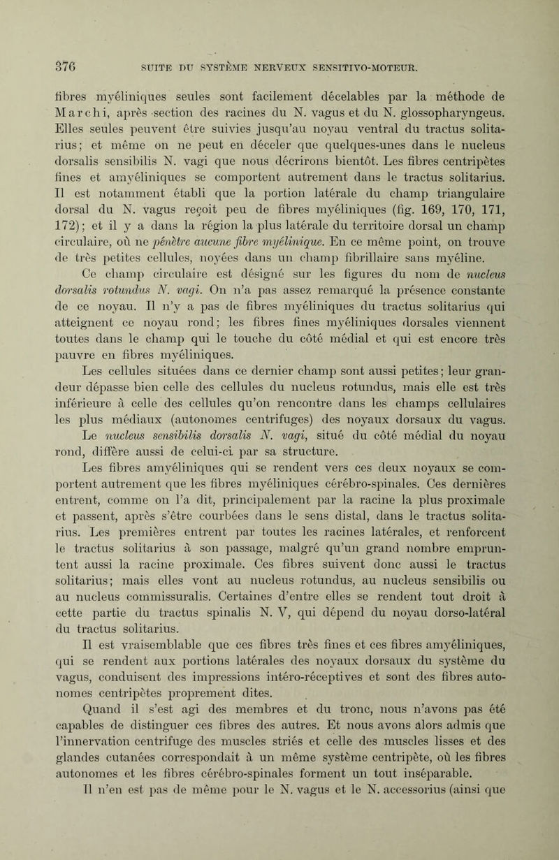 libres myéliniques seules sont facilement décelables par la méthode de Marchi, après section des racines du N. vagus et du N. glossopharyngeus. Elles seules peuvent être suivies jusqu’au noyau ventral du tractus solita- rius; et même on ne peut en déceler que quelques-unes dans le nucleus dorsalis sensibilis N. vagi que nous décrirons bientôt. Les fibres centripètes fines et amyéliniques se comportent autrement dans le tractus solitarius. Il est notamment établi que la portion latérale du champ triangulaire dorsal du N. vagus reçoit peu de fibres myéliniques (fig. 169, 170, 171, 172); et il y a dans la région la plus latérale du territoire dorsal un champ circulaire, où ne pénètre aucune fibre myélinique. En ce même point, on trouve de très petites cellules, noyées dans un champ fibrillaire sans myéline. Ce champ circulaire est désigné sur les figures du nom de nucleus dorsalis rotundus Ar. vagi. On n’a pas assez remarqué la présence constante de ce noyau. Il n’y a pas de fibres myéliniques du tractus solitarius qui atteignent ce noyau rond ; les fibres fines myéliniques dorsales viennent toutes dans le champ qui le touche du côté médial et qui est encore très pauvre en fibres myéliniques. Les cellules situées dans ce dernier champ sont aussi petites ; leur gran¬ deur dépasse bien celle des cellules du nucleus rotundus, mais elle est très inférieure à celle des cellules qu’on rencontre dans les champs cellulaires les plus médiaux (autonomes centrifuges) des noyaux dorsaux du vagus. Le nucleus sensibilis dorsalis N. vagi, situé du côté médial du noyau rond, diffère aussi de celui-ci par sa structure. Les fibres amyéliniques qui se rendent vers ces deux noyaux se com¬ portent autrement que les fibres myéliniques cérébro-spinales. Ces dernières entrent, comme on l’a dit, principalement par la racine la plus proximale et passent, après s’être courbées dans le sens distal, dans le tractus solita¬ rius. Les premières entrent par toutes les racines latérales, et renforcent le tractus solitarius à son passage, malgré qu’un grand nombre emprun¬ tent aussi la racine proximale. Ces fibres suivent donc aussi le tractus solitarius; mais elles vont au nucleus rotundus, au nucleus sensibilis ou au nucleus commissuralis. Certaines d’entre elles se rendent tout droit à cette partie du tractus spinalis N. V, qui dépend du noyau dorso-latéral du tractus solitarius. Il est vraisemblable que ces fibres très fines et ces fibres amyéliniques, qui se rendent aux portions latérales des noyaux dorsaux du système du vagus, conduisent des impressions intéro-réceptives et sont des fibres auto¬ nomes centripètes proprement dites. Quand il s’est agi des membres et du tronc, nous n’avons pas été capables de distinguer ces fibres des autres. Et nous avons alors admis que l’innervation centrifuge des muscles striés et celle des muscles lisses et des glandes cutanées correspondait à un même système centripète, où les fibres autonomes et les fibres cérébro-spinales forment un tout inséparable. Il n’en est pas de même pour le N. vagus et le N. accessorius (ainsi que