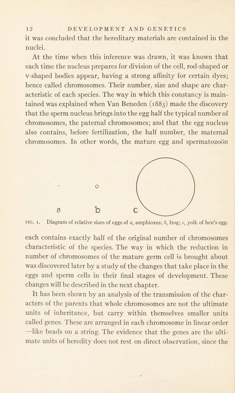 it was concluded that the hereditary materials are contained in the nuclei. At the time when this inference was drawn, it was known that each time the nucleus prepares for division of the cell, rod-shaped or v-shaped bodies appear, having a strong affinity for certain dyes; hence called chromosomes. Their number, size and shape are char- acteristic of each species. The way in which this constancy is main- tained was explained when Van Beneden (1883) made the discovery that the sperm nucleus brings into the egg half the typical number of chromosomes, the paternal chromosomes; and that the egg nucleus also contains, before fertilization, the half number, the maternal chromosomes. In other words, the mature egg and spermatozoon o a b fig. i. Diagram of relative sizes of eggs of a, amphioxus; b, frog; c, yolk of hen’s egg. each contains exactly half of the original number of chromosomes characteristic of the species. The way in which the reduction in number of chromosomes of the mature germ cell is brought about was discovered later by a study of the changes that take place in the eggs and sperm cells in their final stages of development. These changes will be described in the next chapter. It has been shown by an analysis of the transmission of the char- acters of the parents that whole chromosomes are not the ultimate units of inheritance, but carry within themselves smaller units called genes. These are arranged in each chromosome in linear order —like beads on a string. The evidence that the genes are the ulti- mate units of heredity does not rest on direct observation, since the