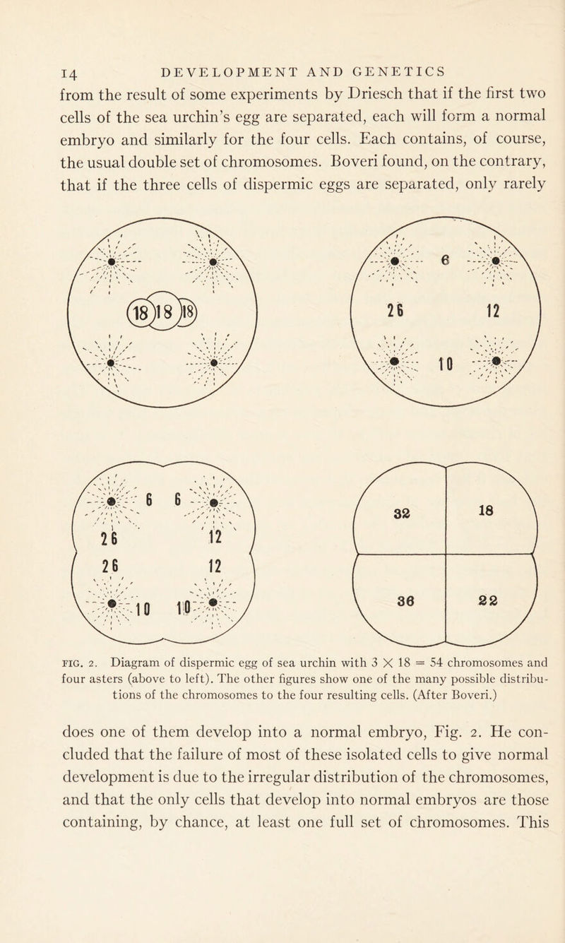 from the result of some experiments by Driesch that if the first two cells of the sea urchin’s egg are separated, each will form a normal embryo and similarly for the four cells. Each contains, of course, the usual double set of chromosomes. Boveri found, on the contrary, that if the three cells of dispermic eggs are separated, only rarely fig. 2. Diagram of dispermic egg of sea urchin with 3 X 18 = 54 chromosomes and four asters (above to left). The other figures show one of the many possible distribu- tions of the chromosomes to the four resulting cells. (After Boveri.) does one of them develop into a normal embryo, Fig. 2. He con- cluded that the failure of most of these isolated cells to give normal development is due to the irregular distribution of the chromosomes, and that the only cells that develop into normal embryos are those containing, by chance, at least one full set of chromosomes. This