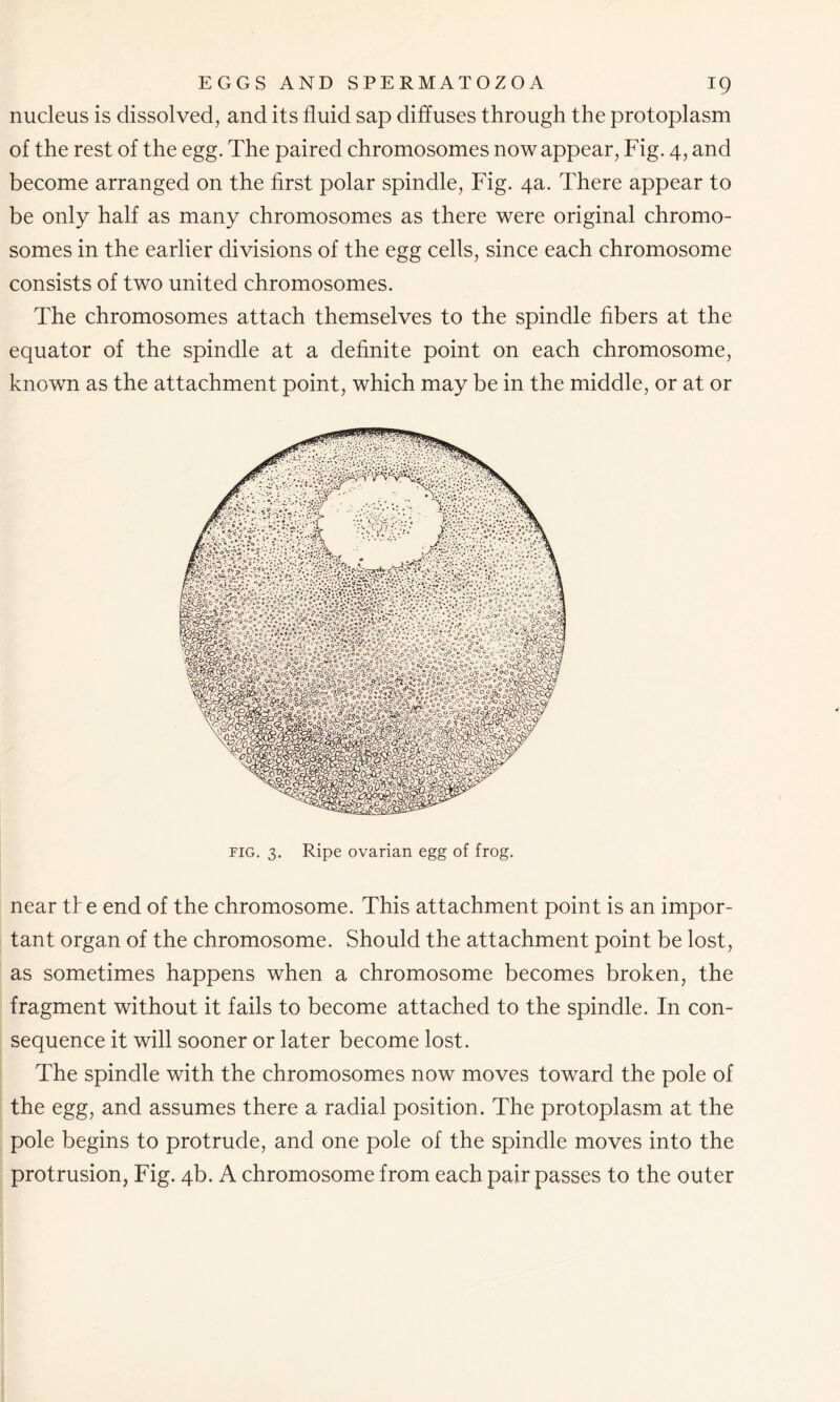 nucleus is dissolved, and its fluid sap diffuses through the protoplasm of the rest of the egg. The paired chromosomes now appear, Fig. 4, and become arranged on the first polar spindle, Fig. 4a. There appear to be only half as many chromosomes as there were original chromo- somes in the earlier divisions of the egg cells, since each chromosome consists of two united chromosomes. The chromosomes attach themselves to the spindle fibers at the equator of the spindle at a definite point on each chromosome, known as the attachment point, which may be in the middle, or at or fig. 3. Ripe ovarian egg of frog. near tF e end of the chromosome. This attachment point is an impor- tant organ of the chromosome. Should the attachment point be lost, as sometimes happens when a chromosome becomes broken, the fragment without it fails to become attached to the spindle. In con- sequence it will sooner or later become lost. The spindle with the chromosomes now moves toward the pole of the egg, and assumes there a radial position. The protoplasm at the pole begins to protrude, and one pole of the spindle moves into the protrusion, Fig. 4b. A chromosome from each pair passes to the outer