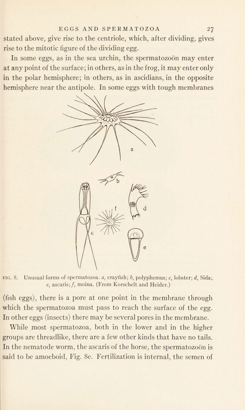 stated above, give rise to the centriole, which, after dividing, gives rise to the mitotic figure of the dividing egg. In some eggs, as in the sea urchin, the spermatozoon may enter at any point of the surface; in others, as in the frog, it may enter only in the polar hemisphere; in others, as in ascidians, in the opposite hemisphere near the antipole. In some eggs with tough membranes fig. 8. Unusual forms of spermatozoa, a, crayfish; b, polyphemus; c, lobster; d, Sida; e, ascaris;/, moina. (From Korschelt and Heider.) (fish eggs), there is a pore at one point in the membrane through which the spermatozoa must pass to reach the surface of the egg. In other eggs (insects) there may be several pores in the membrane. While most spermatozoa, both in the lower and in the higher groups are threadlike, there are a few other kinds that have no tails. In the nematode worm, the ascaris of the horse, the spermatozoon is said to be amoeboid, Fig. 8e. Fertilization is internal, the semen of