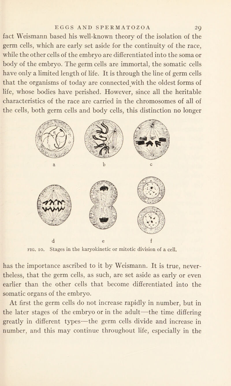 fact Weismann based his well-known theory of the isolation of the germ cells, which are early set aside for the continuity of the race, while the other cells of the embryo are differentiated into the soma or body of the embryo. The germ cells are immortal, the somatic cells have only a limited length of life. It is through the line of germ cells that the organisms of today are connected with the oldest forms of life, whose bodies have perished. However, since all the heritable characteristics of the race are carried in the chromosomes of all of the cells, both germ cells and body cells, this distinction no longer d f fig. 10. Stages in the karyokinetic or mitotic division of a ceil. has the importance ascribed to it by Weismann. It is true, never- theless, that the germ cells, as such, are set aside as early or even earlier than the other cells that become differentiated into the somatic organs of the embryo. At first the germ cells do not increase rapidly in number, but in the later stages of the embryo or in the adult—the time differing greatly in different types—the germ cells divide and increase in number, and this may continue throughout life, especially in the