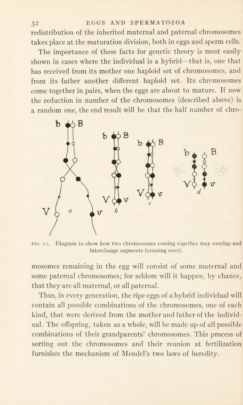 redistribution of the inherited maternal and paternal chromosomes takes place at the maturation division, both in eggs and sperm cells. The importance of these facts for genetic theory is most easily shown in cases where the individual is a hybrid—that is, one that has received from its mother one haploid set of chromosomes, and from its father another different haploid set. Its chromosomes come together in pairs, when the eggs are about to mature. If now the reduction in number of the chromosomes (described above) is a random one, the end result will be that the half number of chro- fig. 12. Diagram to show how two chromosomes coming together may overlap and interchange segments (crossing over). mosomes remaining in the egg will consist of some maternal and some paternal chromosomes; for seldom will it happen, by chance, that they are all maternal, or all paternal. Thus, in every generation, the ripe eggs of a hybrid individual will contain all possible combinations of the chromosomes, one of each kind, that were derived from the mother and father of the individ- ual. The offspring, taken as a whole, will be made up of all possible combinations of their grandparents’ chromosomes. This process of sorting out the chromosomes and their reunion at fertilization furnishes the mechanism of Mendel’s two laws of heredity.