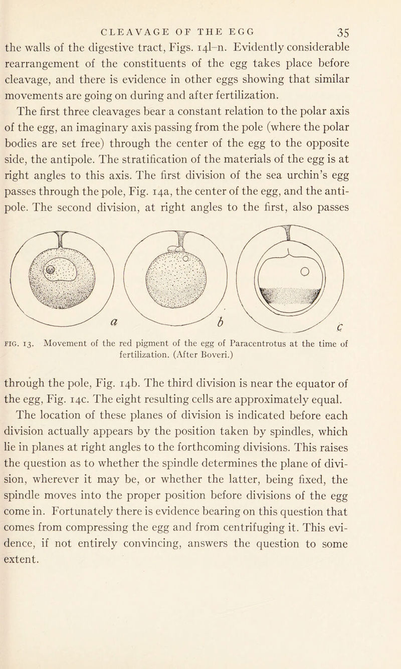 the walls of the digestive tract, Figs. 14I-11. Evidently considerable rearrangement of the constituents of the egg takes place before cleavage, and there is evidence in other eggs showing that similar movements are going on during and after fertilization. The first three cleavages bear a constant relation to the polar axis of the egg, an imaginary axis passing from the pole (where the polar bodies are set free) through the center of the egg to the opposite side, the antipole. The stratification of the materials of the egg is at right angles to this axis. The first division of the sea urchin’s egg passes through the pole, Fig. 14a, the center of the egg, and the anti- pole, The second division, at right angles to the first, also passes pig. 13. Movement of the red pigment of the egg of Paracentrotus at the time of fertilization. (After Boveri.) through the pole, Fig. 14b. The third division is near the equator of the egg, Fig. 14c. The eight resulting cells are approximately equal. The location of these planes of division is indicated before each division actually appears by the position taken by spindles, which lie in planes at right angles to the forthcoming divisions. This raises the question as to whether the spindle determines the plane of divi- sion, wherever it may be, or whether the latter, being fixed, the spindle moves into the proper position before divisions of the egg come in. Fortunately there is evidence bearing on this question that comes from compressing the egg and from centrifuging it. This evi- dence, if not entirely convincing, answers the question to some extent.