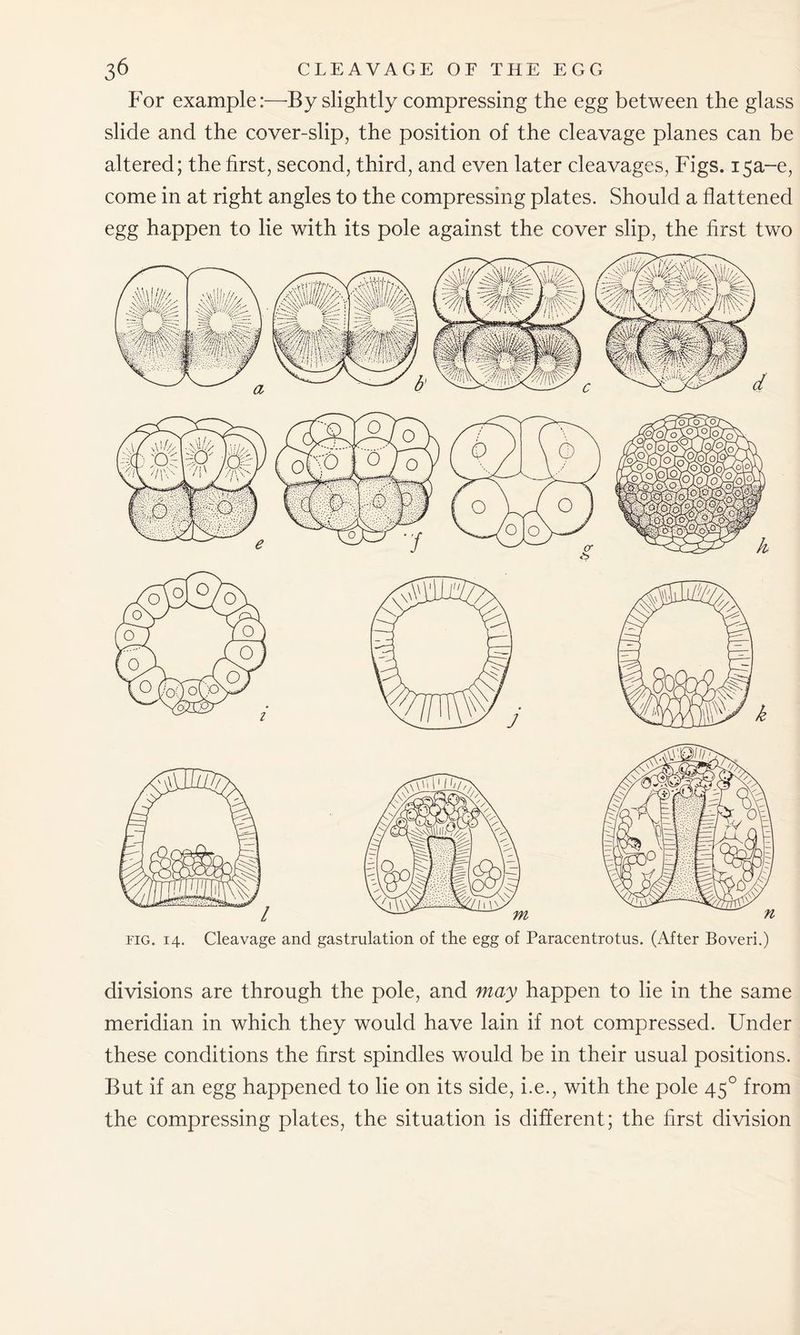 For example:—By slightly compressing the egg between the glass slide and the cover-slip, the position of the cleavage planes can be altered; the first, second, third, and even later cleavages, Figs. i5a-e, come in at right angles to the compressing plates. Should a flattened egg happen to he with its pole against the cover slip, the first two fig. 14. Cleavage and gastrulation of the egg of Paracentrotus. (After Boveri.) divisions are through the pole, and may happen to he in the same meridian in which they would have lain if not compressed. Under these conditions the first spindles would be in their usual positions. But if an egg happened to he on its side, i.e., with the pole 450 from the compressing plates, the situation is different; the first division