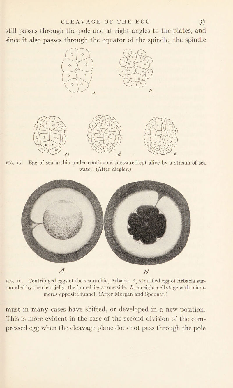 still passes through the pole and at right angles to the plates, and since it also passes through the equator of the spindle, the spindle fig. 15. Egg of sea urchin under continuous pressure kept alive by a stream of sea water. (After Ziegler.) A B fig. 16. Centrifuged eggs of the sea urchin, Arbacia. A, stratified egg of Arbacia sur- rounded by the clear jelly; the funnel lies at one side. B, an eight-cell stage with micro- meres opposite funnel. (After Morgan and Spooner.) must in many cases have shifted, or developed in a new position. This is more evident in the case of the second division of the com- pressed egg when the cleavage plane does not pass through the pole