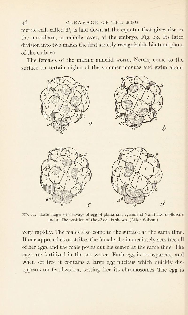 metric cell, called d4, is laid down at the equator that gives rise to the mesoderm, or middle layer, of the embryo, Fig. 20. Its later division into two marks the first strictly recognizable bilateral plane of the embryo. The females of the marine annelid worm, Nereis, come to the surface on certain nights of the summer months and swim about fig. 20. Late stages of cleavage of egg of planarian, a\ annelid b and two molluscs c and d. The position of the d4 cell is shown. (After Wilson.) very rapidly. The males also come to the surface at the same time. If one approaches or strikes the female she immediately sets free all of her eggs and the male pours out his semen at the same time. The eggs are fertilized in the sea water. Each egg is transparent, and when set free it contains a large egg nucleus which quickly dis- appears on fertilization, setting free its chromosomes. The egg is