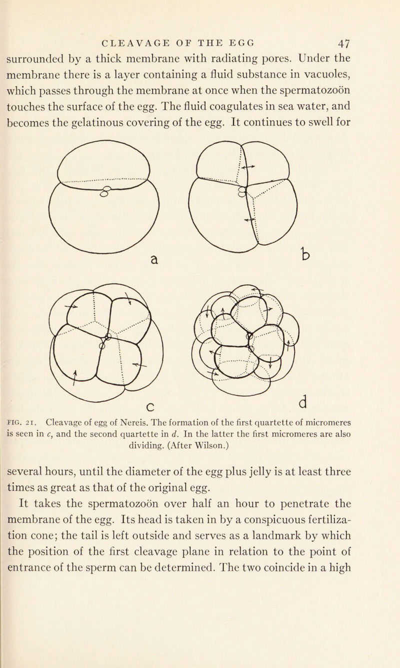 surrounded by a thick membrane with radiating pores. Under the membrane there is a layer containing a fluid substance in vacuoles, which passes through the membrane at once when the spermatozoon touches the surface of the egg. The fluid coagulates in sea water, and becomes the gelatinous covering of the egg. It continues to swell for fig. 2i. Cleavage of egg of Nereis. The formation of the first quartette of micromeres is seen in c, and the second quartette in d. In the latter the first micromeres are also dividing. (After Wilson.) several hours, until the diameter of the egg plus jelly is at least three times as great as that of the original egg. It takes the spermatozoon over half an hour to penetrate the membrane of the egg. Its head is taken in by a conspicuous fertiliza- tion cone; the tail is left outside and serves as a landmark by which the position of the first cleavage plane in relation to the point of entrance of the sperm can be determined. The two coincide in a high