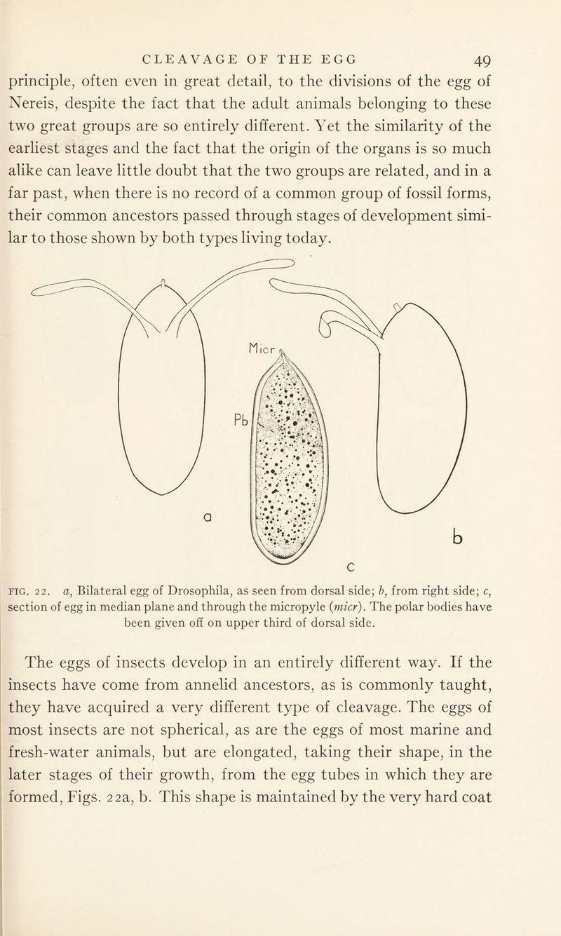principle, often even in great detail, to the divisions of the egg of Nereis, despite the fact that the adult animals belonging to these two great groups are so entirely different. Yet the similarity of the earliest stages and the fact that the origin of the organs is so much alike can leave little doubt that the two groups are related, and in a far past, when there is no record of a common group of fossil forms, their common ancestors passed through stages of development simi- lar to those shown by both types living today. fig. 22. a, Bilateral egg of Drosophila, as seen from dorsal side; b, from right side; c, section of egg in median plane and through the micropyle (micr). The polar bodies have been given off on upper third of dorsal side. The eggs of insects develop in an entirely different way. If the insects have come from annelid ancestors, as is commonly taught, they have acquired a very different type of cleavage. The eggs of most insects are not spherical, as are the eggs of most marine and fresh-water animals, but are elongated, taking their shape, in the later stages of their growth, from the egg tubes in which they are formed, Figs. 22a, b. This shape is maintained by the very hard coat