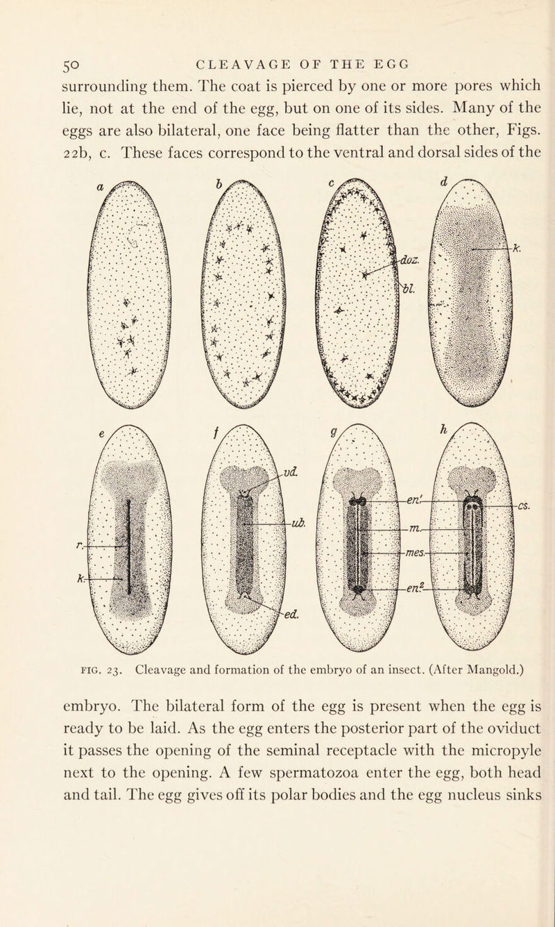 surrounding them. The coat is pierced by one or more pores which lie, not at the end of the egg, but on one of its sides. Many of the eggs are also bilateral, one face being flatter than the other, Figs. 22b, c. These faces correspond to the ventral and dorsal sides of the embryo. The bilateral form of the egg is present when the egg is ready to be laid. As the egg enters the posterior part of the oviduct it passes the opening of the seminal receptacle with the micropyle next to the opening. A few spermatozoa enter the egg, both head and tail. The egg gives off its polar bodies and the egg nucleus sinks
