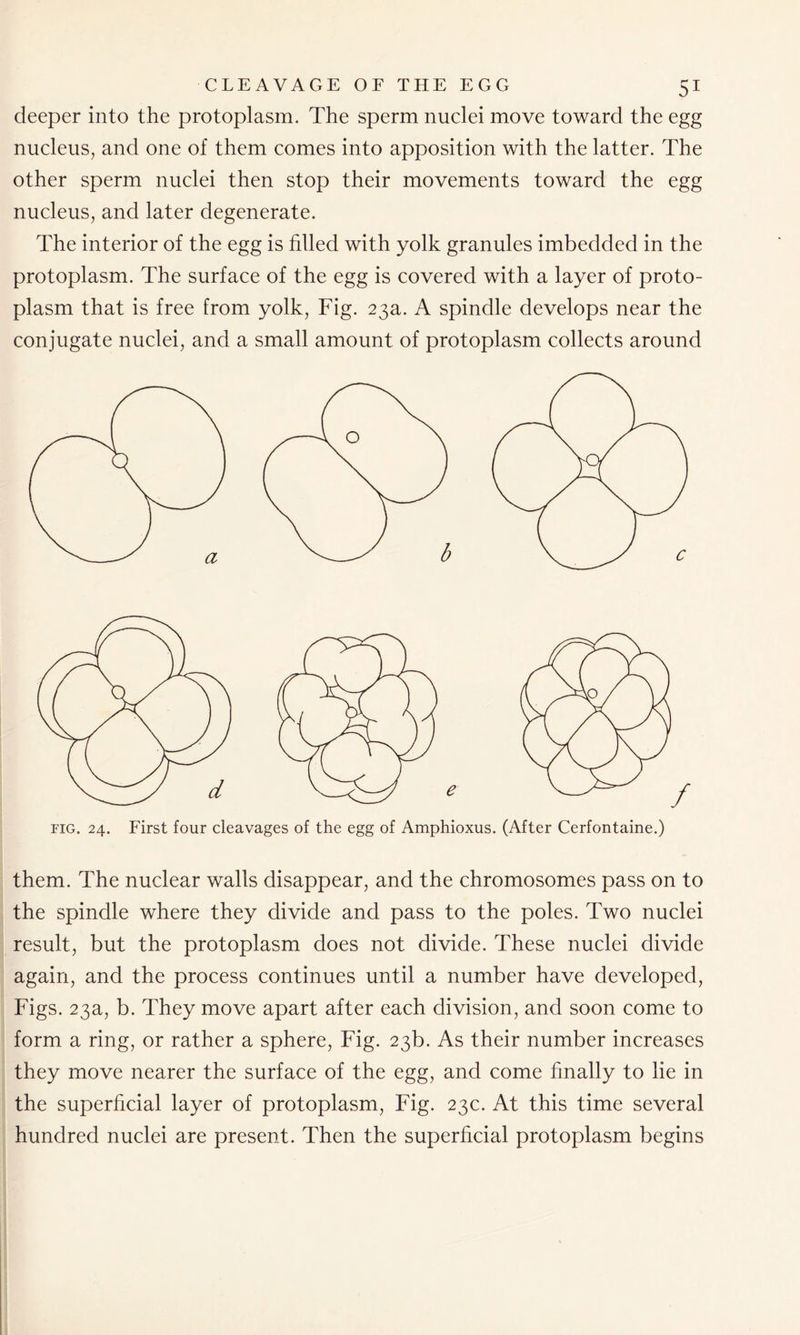 deeper into the protoplasm. The sperm nuclei move toward the egg nucleus, and one of them comes into apposition with the latter. The other sperm nuclei then stop their movements toward the egg nucleus, and later degenerate. The interior of the egg is filled with yolk granules imbedded in the protoplasm. The surface of the egg is covered with a layer of proto- plasm that is free from yolk, Fig. 23a. A spindle develops near the conjugate nuclei, and a small amount of protoplasm collects around fig. 24. First four cleavages of the egg of Amphioxus. (After Cerfontaine.) them. The nuclear walls disappear, and the chromosomes pass on to the spindle where they divide and pass to the poles. Two nuclei result, but the protoplasm does not divide. These nuclei divide again, and the process continues until a number have developed, Figs. 23a, b. They move apart after each division, and soon come to form a ring, or rather a sphere, Fig. 23b. As their number increases they move nearer the surface of the egg, and come finally to lie in the superficial layer of protoplasm, Fig. 23c. At this time several hundred nuclei are present. Then the superficial protoplasm begins