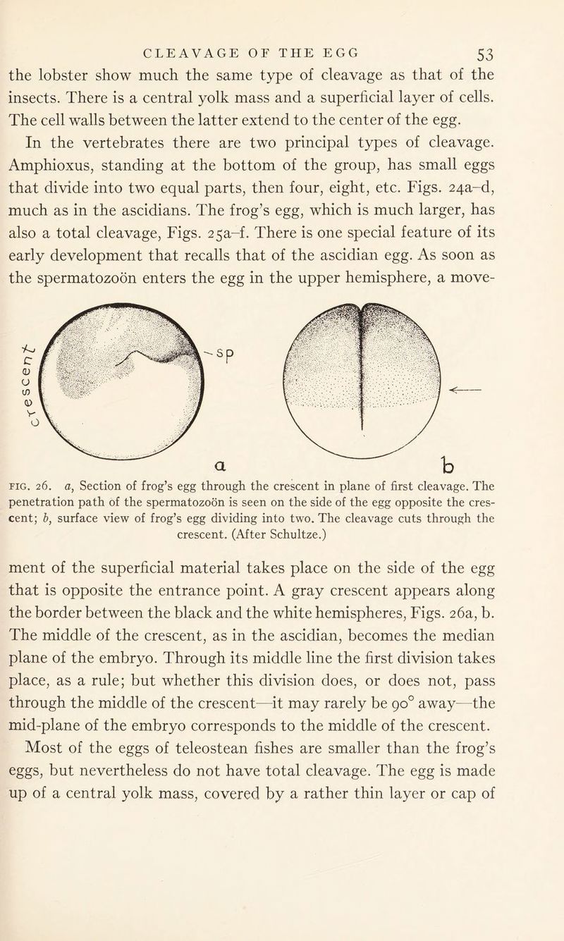the lobster show much the same type of cleavage as that of the insects. There is a central yolk mass and a superficial layer of cells. The cell walls between the latter extend to the center of the egg. In the vertebrates there are two principal types of cleavage. Amphioxus, standing at the bottom of the group, has small eggs that divide into two equal parts, then four, eight, etc. Figs. 24a-d, much as in the ascidians. The frog’s egg, which is much larger, has also a total cleavage, Figs. 25a-f. There is one special feature of its early development that recalls that of the ascidian egg. As soon as the spermatozoon enters the egg in the upper hemisphere, a move- fig. 26. a, Section of frog’s egg through the crescent in plane of first cleavage. The penetration path of the spermatozoon is seen on the side of the egg opposite the cres- cent; b, surface view of frog’s egg dividing into two. The cleavage cuts through the crescent. (After Schultze.) ment of the superficial material takes place on the side of the egg that is opposite the entrance point. A gray crescent appears along the border between the black and the white hemispheres, Figs. 26a, b. The middle of the crescent, as in the ascidian, becomes the median plane of the embryo. Through its middle line the first division takes place, as a rule; but whether this division does, or does not, pass through the middle of the crescent—it may rarely be 90° away—the mid-plane of the embryo corresponds to the middle of the crescent. Most of the eggs of teleostean fishes are smaller than the frog’s eggs, but nevertheless do not have total cleavage. The egg is made up of a central yolk mass, covered by a rather thin layer or cap of