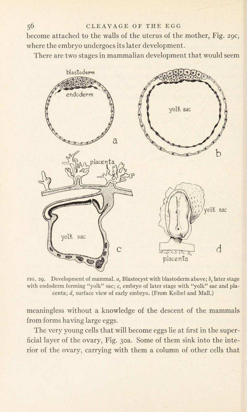 become attached to the walls of the uterus of the mother, Fig. 29c, where the embryo undergoes its later development. There are two stages in mammalian development that would seem fig. 29. Development of mammal, a, Blastocyst with blastoderm above; b, later stage with endoderm forming “yolk” sac; c, embryo of later stage with “yolk” sac and pla- centa; d, surface view of early embryo. (From Keibel and Mall.) meaningless without a knowledge of the descent of the mammals from forms having large eggs. The very young cells that will become eggs lie at first in the super- ficial layer of the ovary, Fig. 30a. Some of them sink into the inte- rior of the ovary, carrying with them a column of other cells that