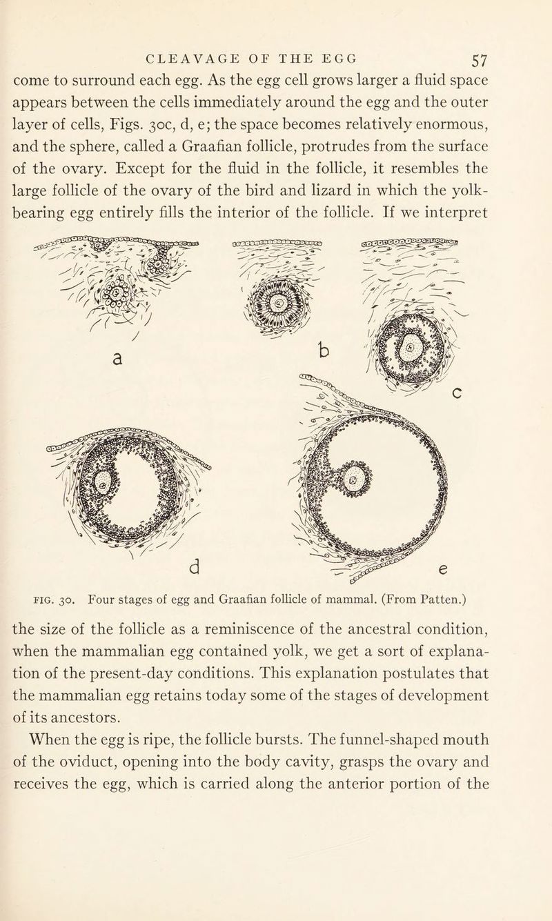 come to surround each egg. As the egg cell grows larger a fluid space appears between the cells immediately around the egg and the outer layer of cells, Figs. 30c, d, e; the space becomes relatively enormous, and the sphere, called a Graafian follicle, protrudes from the surface of the ovary. Except for the fluid in the follicle, it resembles the large follicle of the ovary of the bird and lizard in which the yolk- bearing egg entirely fills the interior of the follicle. If we interpret fig. 30. Four stages of egg and Graafian follicle of mammal. (From Patten.) the size of the follicle as a reminiscence of the ancestral condition, when the mammalian egg contained yolk, we get a sort of explana- tion of the present-day conditions. This explanation postulates that the mammalian egg retains today some of the stages of development of its ancestors. When the egg is ripe, the follicle bursts. The funnel-shaped mouth of the oviduct, opening into the body cavity, grasps the ovary and receives the egg, which is carried along the anterior portion of the