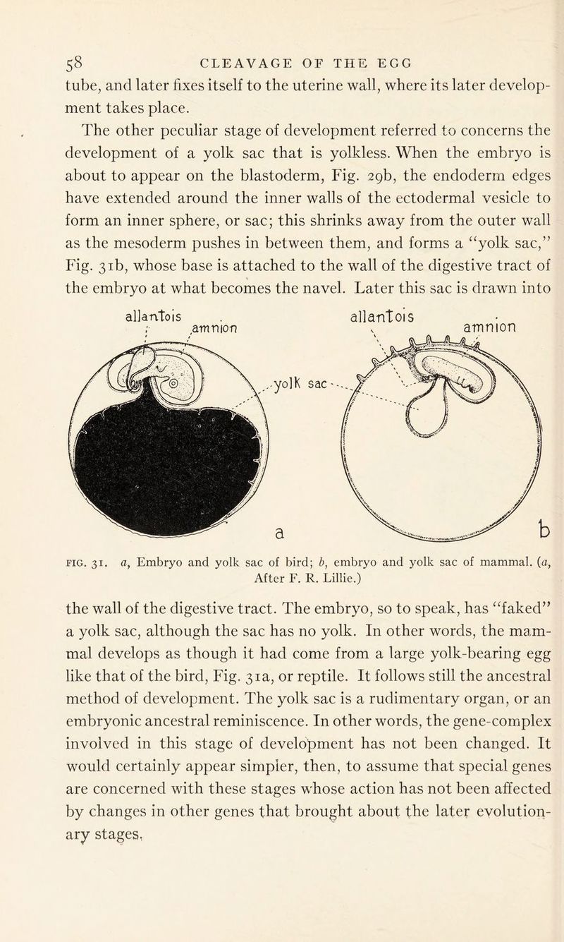 tube, and later fixes itself to the uterine wall, where its later develop- ment takes place. The other peculiar stage of development referred to concerns the development of a yolk sac that is yolkless. When the embryo is about to appear on the blastoderm, Fig. 29b, the endoderm edges have extended around the inner walls of the ectodermal vesicle to form an inner sphere, or sac; this shrinks away from the outer wall as the mesoderm pushes in between them, and forms a “yolk sac,” Fig. 31b, whose base is attached to the wall of the digestive tract of % the embryo at what becomes the navel. Later this sac is drawn into allantois . allantois fig. 31. a, Embryo and yolk sac of bird; b, embryo and yolk sac of mammal, (a, After F. R. Lillie.) the wall of the digestive tract. The embryo, so to speak, has “faked” a yolk sac, although the sac has no yolk. In other words, the mam- mal develops as though it had come from a large yolk-bearing egg like that of the bird, Fig. 31a, or reptile. It follows still the ancestral method of development. The yolk sac is a rudimentary organ, or an embryonic ancestral reminiscence. In other words, the gene-complex involved in this stage of development has not been changed. It would certainly appear simpler, then, to assume that special genes are concerned with these stages whose action has not been affected by changes in other genes that brought about the later evolution- ary stages,