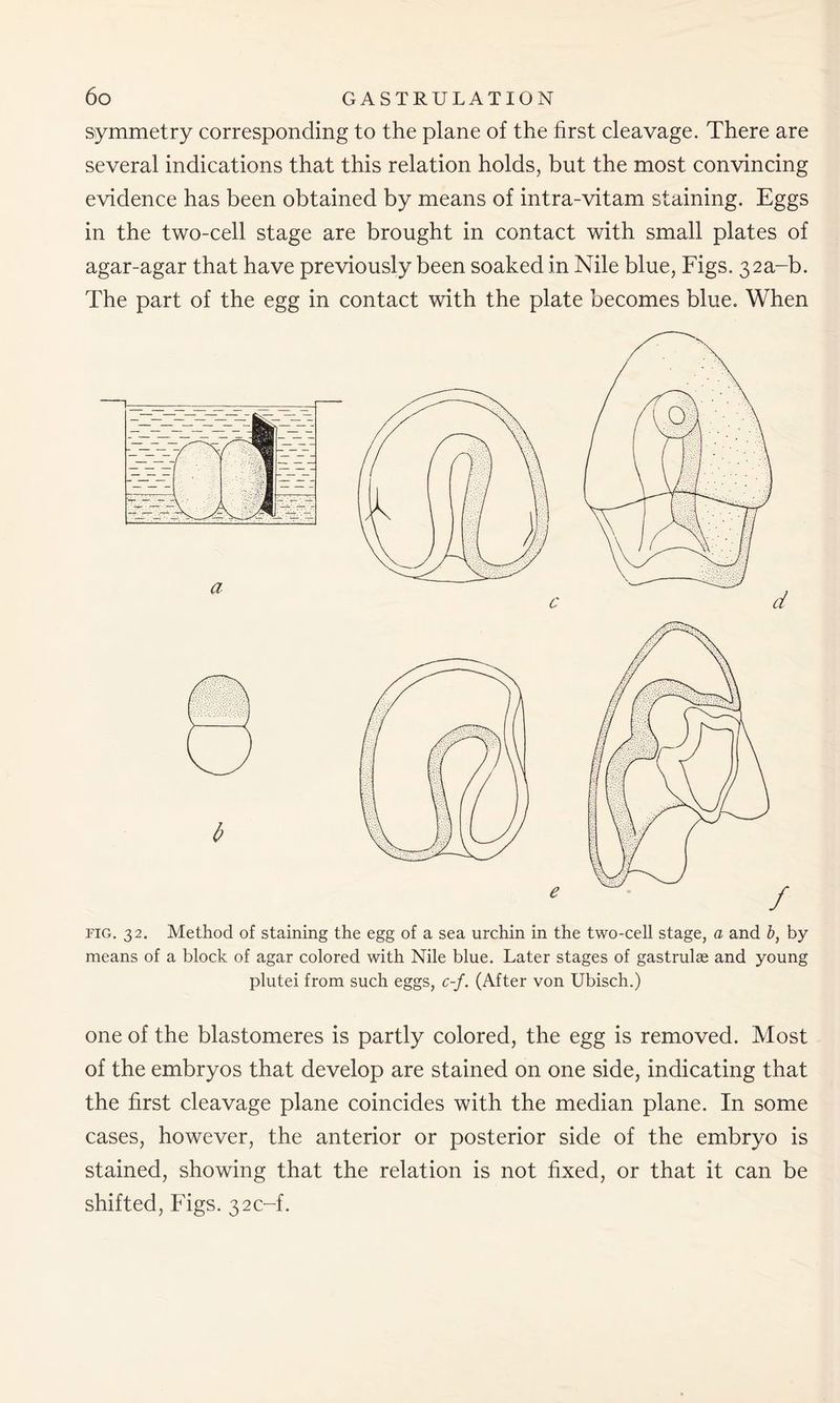 symmetry corresponding to the plane of the first cleavage. There are several indications that this relation holds, but the most convincing evidence has been obtained by means of intra-vitam staining. Eggs in the two-cell stage are brought in contact with small plates of agar-agar that have previously been soaked in Nile blue, Figs. 32a-b. The part of the egg in contact with the plate becomes blue. When fig. 3 2. Method of staining the egg of a sea urchin in the two-cell stage, a and b, by means of a block of agar colored with Nile blue. Later stages of gastrulae and young plutei from such eggs, c-f. (After von Ubisch.) one of the blastomeres is partly colored, the egg is removed. Most of the embryos that develop are stained on one side, indicating that the first cleavage plane coincides with the median plane. In some cases, however, the anterior or posterior side of the embryo is stained, showing that the relation is not fixed, or that it can be shifted, Figs. 32c-f.