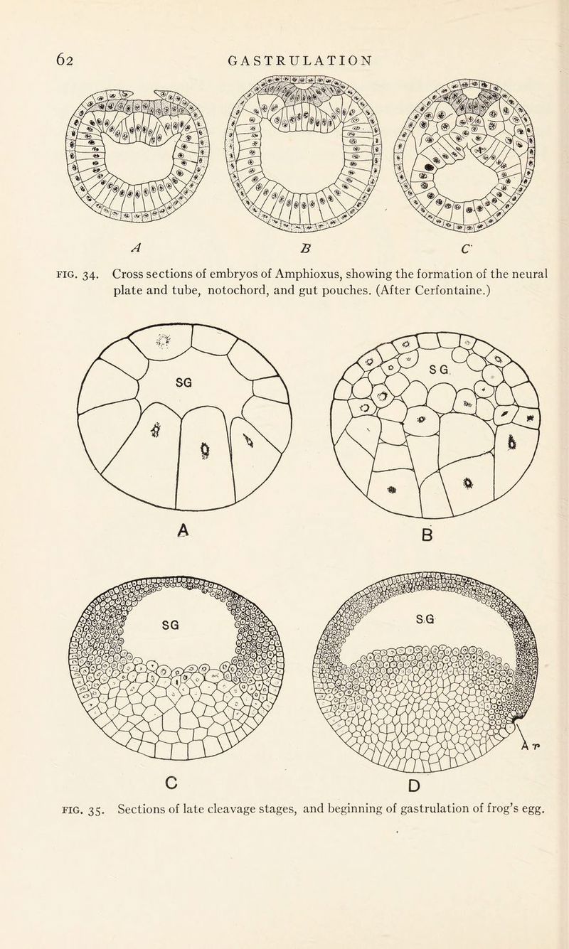 fig. 34. Cross sections of embryos of Amphioxus, showing the formation of the neural plate and tube, notochord, and gut pouches. (After Cerfontaine.) fig. 35. Sections of late cleavage stages, and beginning of gastrulation of frog’s egg.