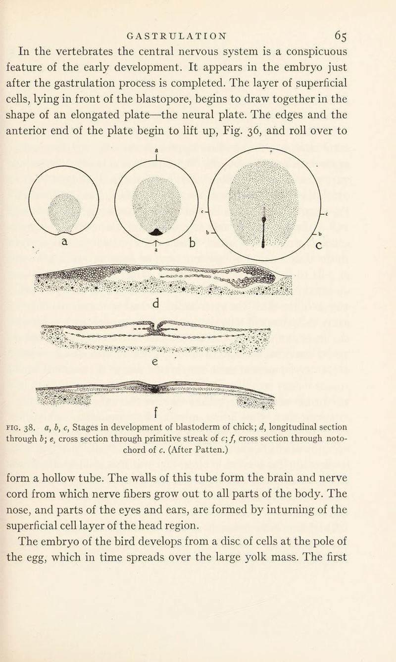 In the vertebrates the central nervous system is a conspicuous feature of the early development. It appears in the embryo just after the gastrulation process is completed. The layer of superficial cells, lying in front of the blastopore, begins to draw together in the shape of an elongated plate—the neural plate. The edges and the anterior end of the plate begin to lift up, Fig. 36, and roll over to fig. 38. a, b, c, Stages in development of blastoderm of chick; d, longitudinal section through b; e, cross section through primitive streak of c;f, cross section through noto- chord of c. (After Patten.) form a hollow tube. The walls of this tube form the brain and nerve cord from which nerve fibers grow out to all parts of the body. The nose, and parts of the eyes and ears, are formed by inturning of the superficial cell layer of the head region. The embryo of the bird develops from a disc of cells at the pole of the egg, which in time spreads over the large yolk mass. The first