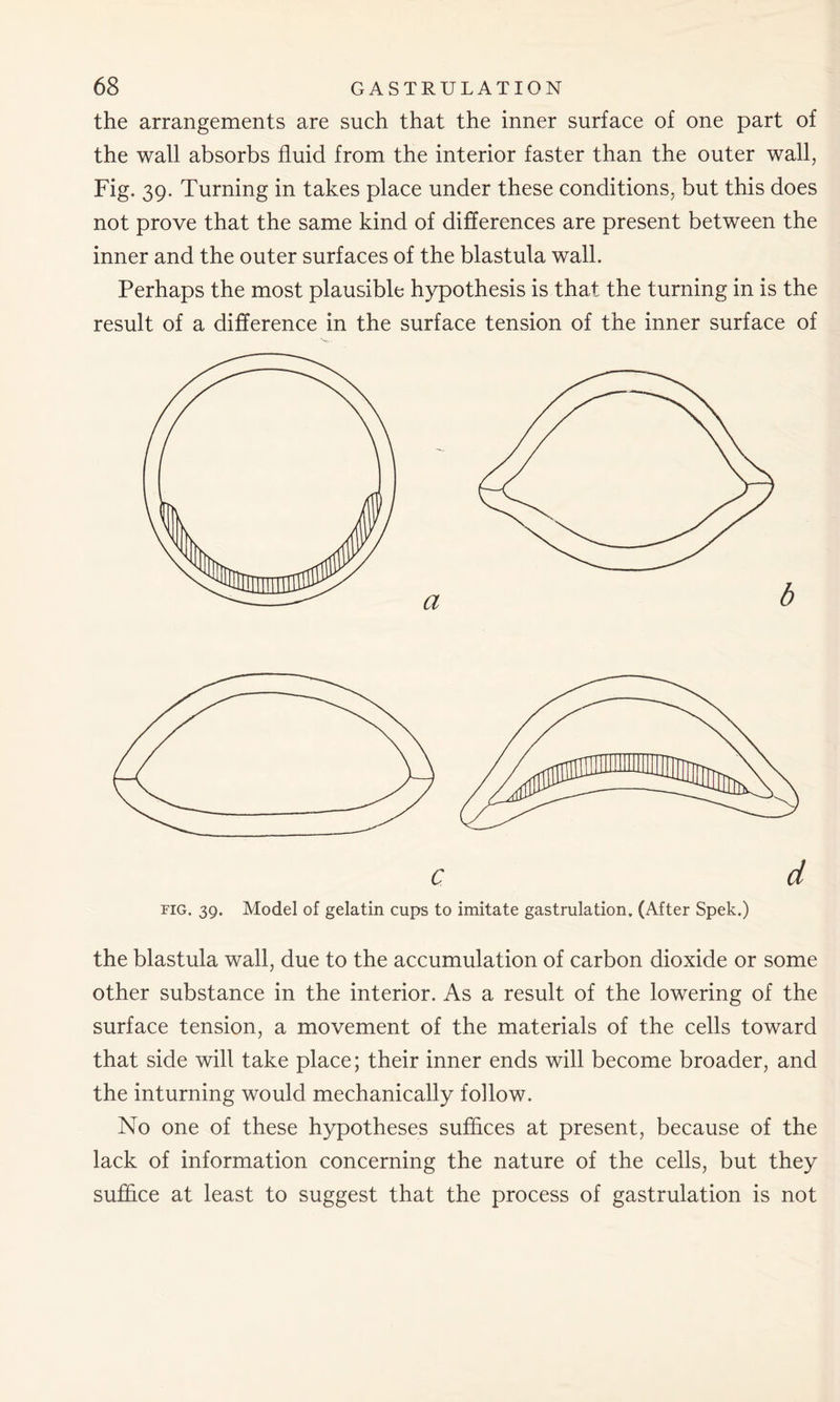 the arrangements are such that the inner surface of one part of the wall absorbs fluid from the interior faster than the outer wall, Fig. 39. Turning in takes place under these conditions, but this does not prove that the same kind of differences are present between the inner and the outer surfaces of the blastula wall. Perhaps the most plausible hypothesis is that the turning in is the result of a difference in the surface tension of the inner surface of fig. 39. Model of gelatin cups to imitate gastrulation. (After Spek.) the blastula wall, due to the accumulation of carbon dioxide or some other substance in the interior. As a result of the lowering of the surface tension, a movement of the materials of the cells toward that side will take place; their inner ends will become broader, and the inturning would mechanically follow. No one of these hypotheses suffices at present, because of the lack of information concerning the nature of the cells, but they suffice at least to suggest that the process of gastrulation is not