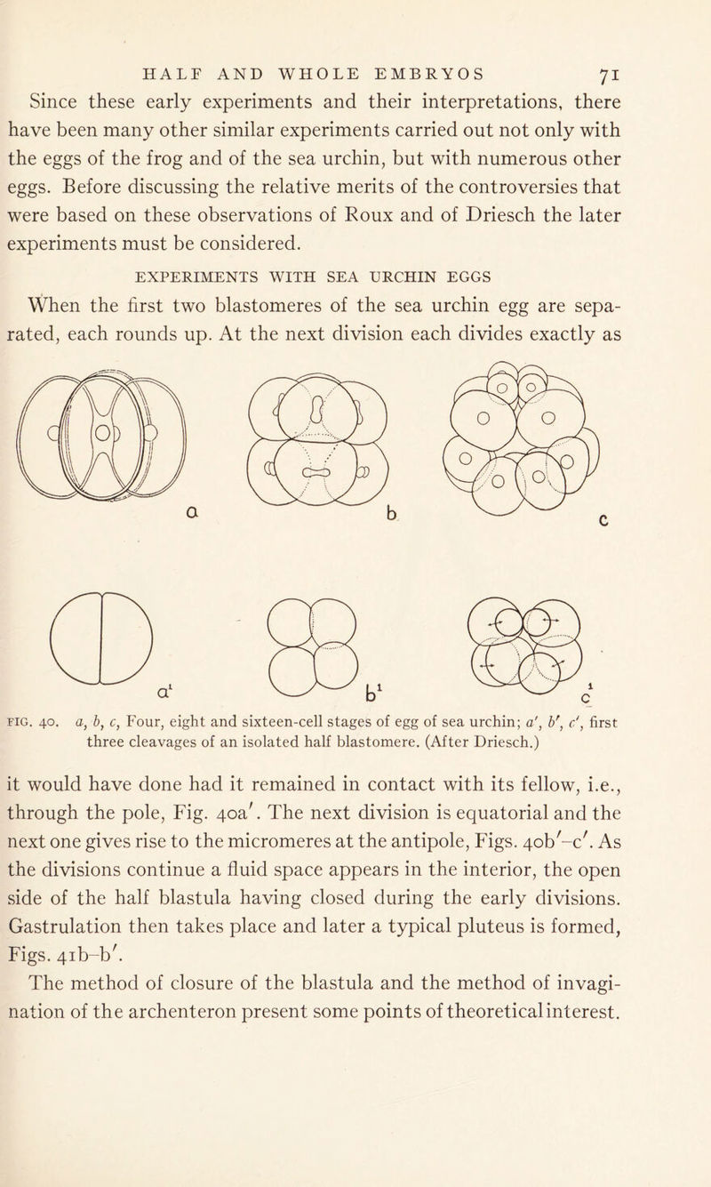 Since these early experiments and their interpretations, there have been many other similar experiments carried out not only with the eggs of the frog and of the sea urchin, but with numerous other eggs. Before discussing the relative merits of the controversies that were based on these observations of Roux and of Driesch the later experiments must be considered. EXPERIMENTS WITH SEA URCHIN EGGS When the first two blastomeres of the sea urchin egg are sepa- rated, each rounds up. At the next division each divides exactly as three cleavages of an isolated half blastomere. (After Driesch.) it would have done had it remained in contact with its fellow, i.e., through the pole, Fig. 40a'. The next division is equatorial and the next one gives rise to the micromeres at the antipole, Figs. 40b'-c'. As the divisions continue a fluid space appears in the interior, the open side of the half blastula having closed during the early divisions. Gastrulation then takes place and later a typical pluteus is formed, Figs. 4ib-bh The method of closure of the blastula and the method of invagi- nation of the archenteron present some points of theoretical interest.