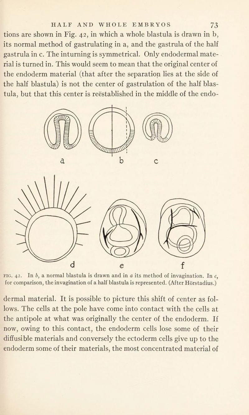 tions are shown in Fig. 42, in which a whole blastula is drawn in b, its normal method of gastrulating in a, and the gastrula of the half gastrula in c. The inturning is symmetrical. Only endodermal mate- rial is turned in. This would seem to mean that the original center of the endoderm material (that after the separation lies at the side of the half blastula) is not the center of gastrulation of the half blas- tula, but that this center is reestablished in the middle of the endo- fig. 42. In b, a normal blastula is drawn and in a its method of invagination. In c, for comparison, the invagination of a half blastula is represented. (After Horstadius.) dermal material. It is possible to picture this shift of center as fol- lows. The cells at the pole have come into contact with the cells at the antipole at what was originally the center of the endoderm. If now, owing to this contact, the endoderm cells lose some of their diffusible materials and conversely the ectoderm cells give up to the endoderm some of their materials, the most concentrated material of