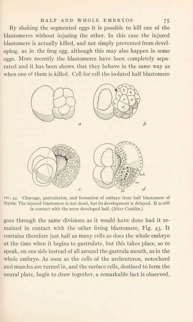 By shaking the segmented eggs it is possible to kill one of the blastomeres without injuring the other. In this case the injured blastomere is actually killed, and not simply prevented from devel- oping, as in the frog egg, although this may also happen in some eggs. More recently the blastomeres have been completely sepa- rated and it has been shown that they behave in the same way as when one of them is killed. Cell for cell the isolated half blastomere fig. 43. Cleavage, gastrulation, and formation of embryo from half blastomere of Styela. The injured blastomere is not dead, but its development is delayed. It is still in contact with the more developed half. (After Conklin.) goes through the same divisions as it would have done had it re- mained in contact with the other living blastomere, Fig. 43. It contains therefore just half as many cells as does the whole embryo at the time when it begins to gastrulate, but this takes place, so to speak, on one side instead of all around the gastrula mouth, as in the whole embryo. As soon as the cells of the archenteron, notochord and muscles are turned in, and the surface cells, destined to form the neural plate, begin to draw together, a remarkable fact is observed.