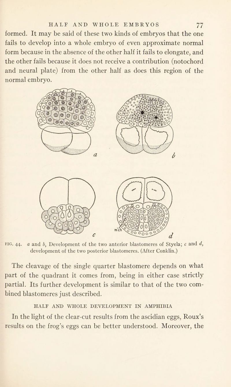 formed. It may be said of these two kinds of embryos that the one fails to develop into a whole embryo of even approximate normal form because in the absence of the other half it fails to elongate, and the other fails because it does not receive a contribution (notochord and neural plate) from the other half as does this region of the normal embryo. fig. 44. a and b, Development of the two anterior blastomeres of Styela; c and d, development of the two posterior blastomeres. (After Conklin.) The cleavage of the single quarter blastomere depends on what part of the quadrant it comes from, being in either case strictly partial. Its further development is similar to that of the two com- bined blastomeres just described. HALF AND WHOLE DEVELOPMENT IN AMPHIBIA In the light of the clear-cut results from the ascidian eggs, Roux’s results on the frog’s eggs can be better understood. Moreover, the