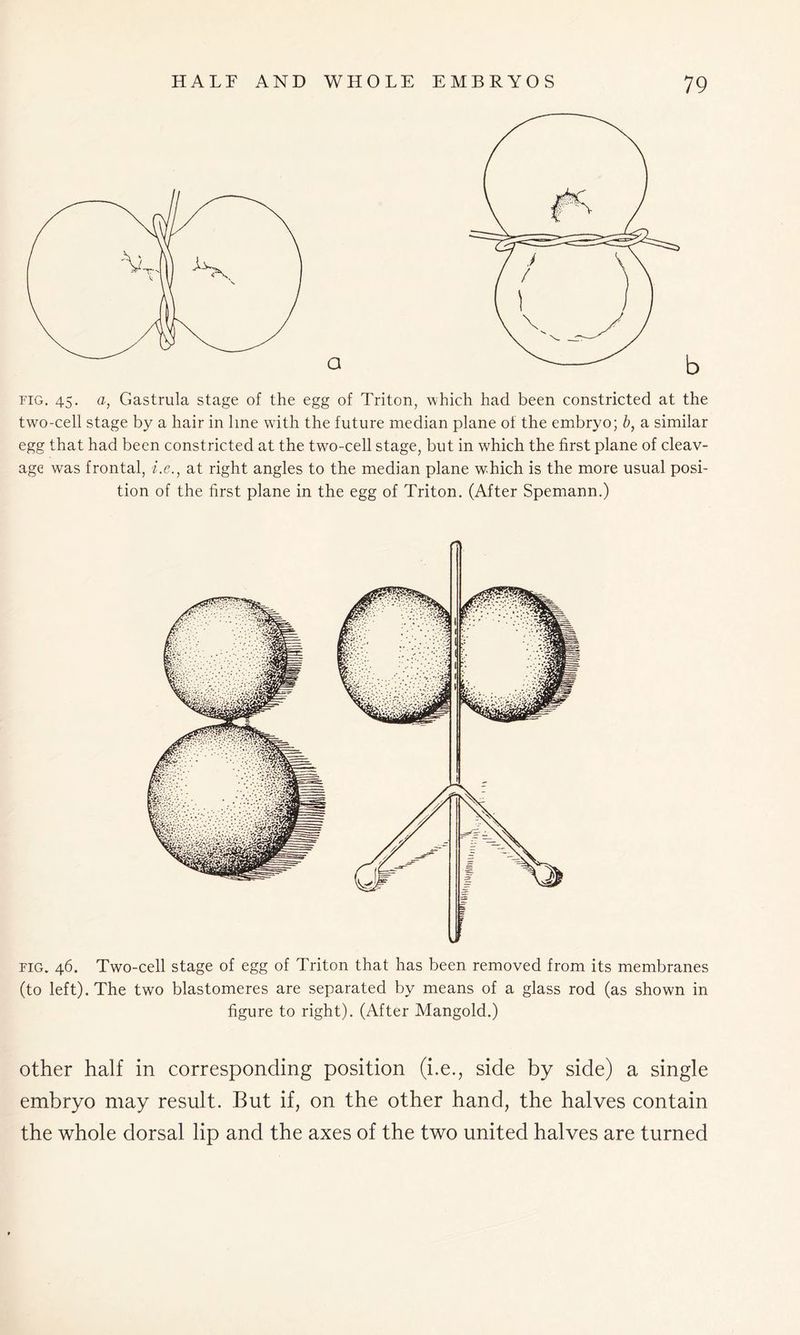 two-cell stage by a hair in line with the future median plane of the embryo; b, a similar egg that had been constricted at the two-cell stage, but in which the first plane of cleav- age was frontal, i.e., at right angles to the median plane which is the more usual posi- tion of the first plane in the egg of Triton. (After Spemann.) fig. 46. Two-cell stage of egg of Triton that has been removed from its membranes (to left). The two blastomeres are separated by means of a glass rod (as shown in figure to right). (After Mangold.) other half in corresponding position (i.e., side by side) a single embryo may result. But if, on the other hand, the halves contain the whole dorsal lip and the axes of the two united halves are turned