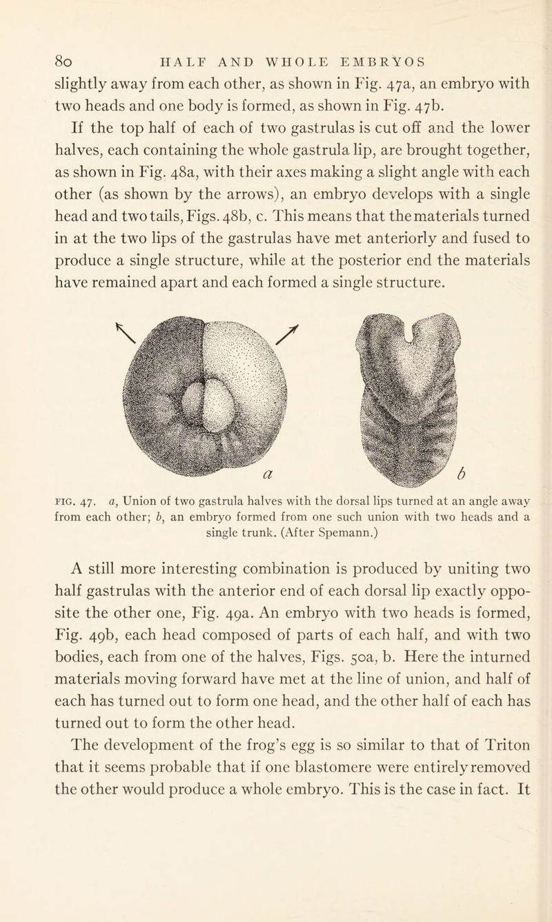 slightly away from each other, as shown in Fig. 47a, an embryo with two heads and one body is formed, as shown in Fig. 47b. If the top half of each of two gastrulas is cut off and the lower halves, each containing the whole gastrula lip, are brought together, as shown in Fig. 48a, with their axes making a slight angle with each other (as shown by the arrows), an embryo develops with a single head and two tails, Figs. 48b, c. This means that the materials turned in at the two lips of the gastrulas have met anteriorly and fused to produce a single structure, while at the posterior end the materials have remained apart and each formed a single structure. fig. 47. a, Union of two gastrula halves with the dorsal lips turned at an angle away from each other; b, an embryo formed from one such union with two heads and a single trunk. (After Spemann.) A still more interesting combination is produced by uniting two half gastrulas with the anterior end of each dorsal lip exactly oppo- site the other one, Fig. 49a. An embryo with two heads is formed, Fig. 49b, each head composed of parts of each half, and with two bodies, each from one of the halves, Figs. 50a, b. Here the inturned materials moving forward have met at the line of union, and half of each has turned out to form one head, and the other half of each has turned out to form the other head. The development of the frog’s egg is so similar to that of Triton that it seems probable that if one blastomere were entirely removed the other would produce a whole embryo. This is the case in fact. It