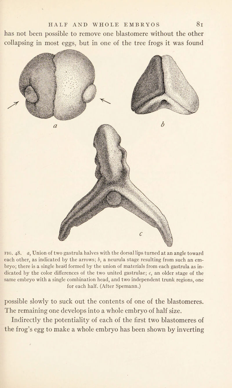 has not been possible to remove one blastomere without the other collapsing in most eggs, but in one of the tree frogs it was found fig. 48. a, Union of two gastrula halves with the dorsal lips turned at an angle toward each other, as indicated by the arrows; b, a neurula stage resulting from such an em- bryo; there is a single head formed by the union of materials from each gastrula as in- dicated by the color differences of the two united gastrulae; c, an older stage of the same embryo with a single combination head, and two independent trunk regions, one for each half. (After Spemann.) possible slowly to suck out the contents of one of the blastomeres. The remaining one develops into a whole embryo of half size. Indirectly the potentiality of each of the first two blastomeres of the frog’s egg to make a whole embryo has been shown by inverting