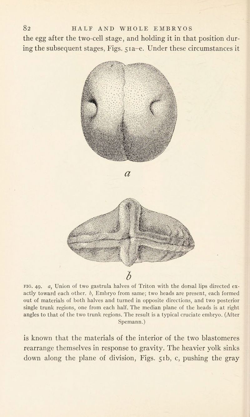 the egg after the two-cell stage, and holding it in that position dur- ing the subsequent stages, Figs. 5ia-e. Under these circumstances it a b fig. 49. a, Union of two gastrula halves of Triton with the dorsal lips directed ex- actly toward each other, b, Embryo from same; two heads are present, each formed out of materials of both halves and turned in opposite directions, and two posterior single trunk regions, one from each half. The median plane of the heads is at right angles to that of the two trunk regions. The result is a typical cruciate embryo. (After Spemann.) is known that the materials of the interior of the two blastomeres rearrange themselves in response to gravity. The heavier yolk sinks down along the plane of division, Figs. 51b, c, pushing the gray