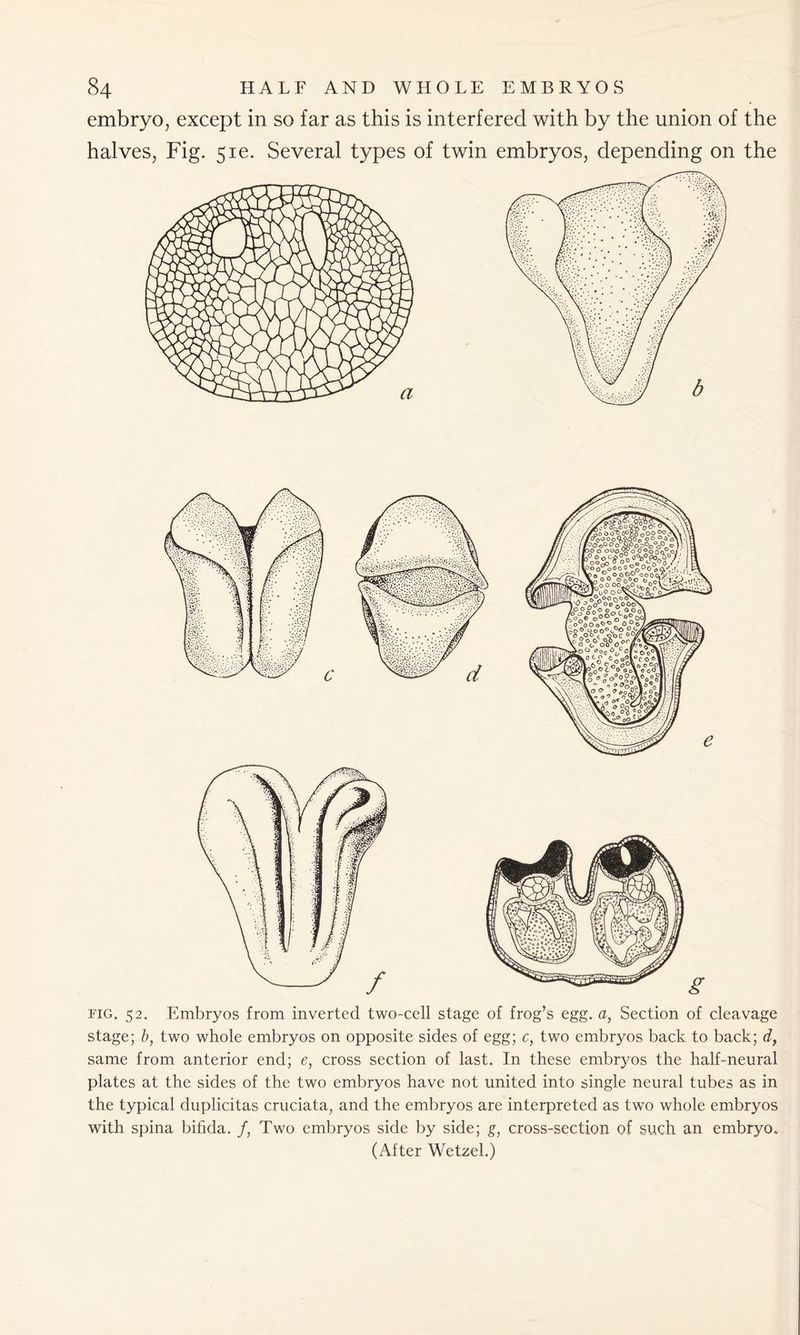 embryo, except in so far as this is interfered with by the union of the halves, Fig. 5ie. Several types of twin embryos, depending on the fig. 52. Embryos from inverted two-cell stage of frog’s egg. a, Section of cleavage stage; b, two whole embryos on opposite sides of egg; c, two embryos back to back; dy same from anterior end; e, cross section of last. In these embryos the half-neural plates at the sides of the two embryos have not united into single neural tubes as in the typical duplicitas cruciata, and the embryos are interpreted as two whole embryos with spina bifida, f, Two embryos side by side; g, cross-section of such an embryo. (After Wetzel.)
