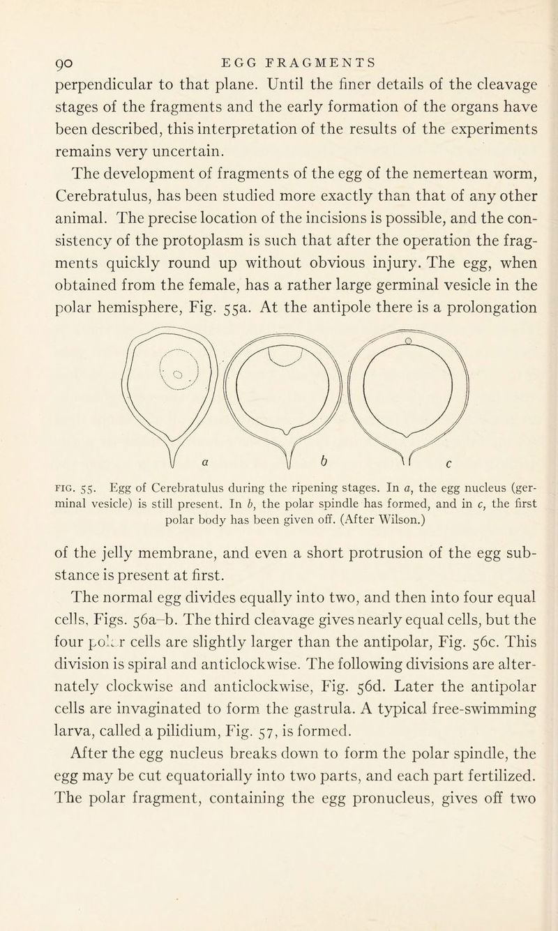 perpendicular to that plane. Until the finer details of the cleavage stages of the fragments and the early formation of the organs have been described, this interpretation of the results of the experiments remains very uncertain. The development of fragments of the egg of the nemertean worm, Cerebratulus, has been studied more exactly than that of any other animal. The precise location of the incisions is possible, and the con- sistency of the protoplasm is such that after the operation the frag- ments quickly round up without obvious injury. The egg, when obtained from the female, has a rather large germinal vesicle in the polar hemisphere, Fig. 55a. At the antipole there is a prolongation fig. 55. Egg of Cerebratulus during the ripening stages. In a, the egg nucleus (ger- minal vesicle) is still present. In b, the polar spindle has formed, and in c, the first polar body has been given off. (After Wilson.) of the jelly membrane, and even a short protrusion of the egg sub- stance is present at first. The normal egg divides equally into two, and then into four equal cells, Figs. 56a-T>. The third cleavage gives nearly equal cells, but the four polar cells are slightly larger than the antipolar, Fig. 56c. This division is spiral and anticlockwise. The following divisions are alter- nately clockwise and anticlockwise, Fig. 56d. Later the antipolar cells are invaginated to form the gastrula. A typical free-swimming larva, called a pilidium, Fig. 57, is formed. After the egg nucleus breaks down to form the polar spindle, the egg may be cut equatorially into two parts, and each part fertilized. The polar fragment, containing the egg pronucleus, gives off two