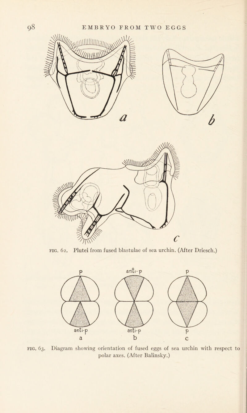 a b c fig. 63. Diagram showing orientation of fused eggs of sea urchin with respect to polar axes. (After Balinsky.)