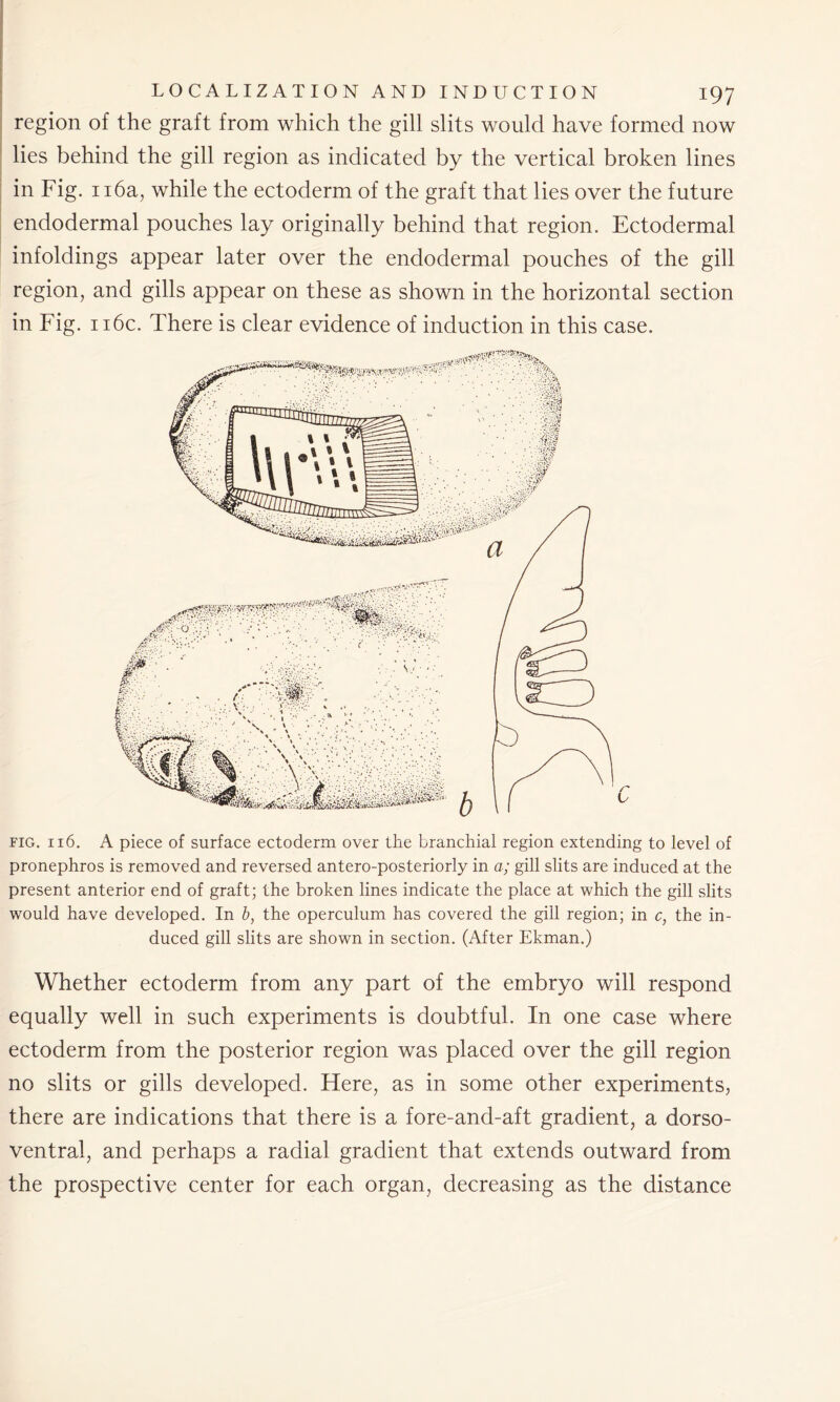 region of the graft from which the gill slits would have formed now lies behind the gill region as indicated by the vertical broken lines in Fig. 116a, while the ectoderm of the graft that lies over the future endodermal pouches lay originally behind that region. Ectodermal infoldings appear later over the endodermal pouches of the gill region, and gills appear on these as shown in the horizontal section in Fig. 116c. There is clear evidence of induction in this case. fig. 116. A piece of surface ectoderm over the branchial region extending to level of pronephros is removed and reversed antero-posteriorly in a; gill slits are induced at the present anterior end of graft; the broken lines indicate the place at which the gill slits would have developed. In b, the operculum has covered the gill region; in c, the in- duced gill slits are shown in section. (After Ekman.) Whether ectoderm from any part of the embryo will respond equally well in such experiments is doubtful. In one case where ectoderm from the posterior region was placed over the gill region no slits or gills developed. Here, as in some other experiments, there are indications that there is a fore-and-aft gradient, a dorso- ventral, and perhaps a radial gradient that extends outward from the prospective center for each organ, decreasing as the distance