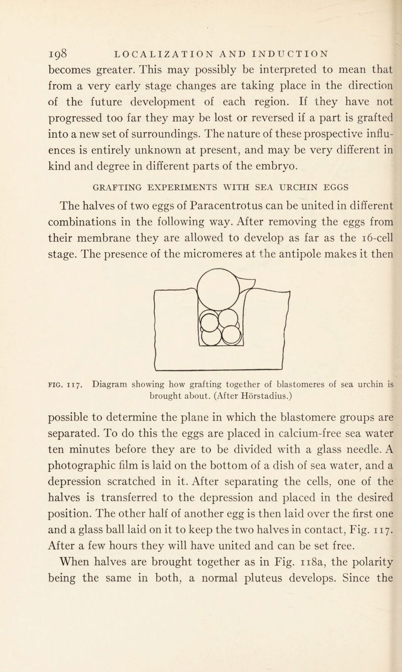 becomes greater. This may possibly be interpreted to mean that from a very early stage changes are taking place in the direction of the future development of each region. If they have not progressed too far they may be lost or reversed if a part is grafted into a new set of surroundings. The nature of these prospective influ- ences is entirely unknown at present, and may be very different in kind and degree in different parts of the embryo. GRAFTING EXPERIMENTS WITH SEA URCHIN EGGS The halves of two eggs of Paracentrotus can be united in different combinations in the following way. After removing the eggs from their membrane they are allowed to develop as far as the 16-cell stage. The presence of the micromeres at the antipole makes it then fig. 117. Diagram showing how grafting together of blastomeres of sea urchin is brought about. (After Horstadius.) possible to determine the plane in which the blastomere groups are separated. To do this the eggs are placed in calcium-free sea water ten minutes before they are to be divided with a glass needle. A photographic film is laid on the bottom of a dish of sea water, and a depression scratched in it. After separating the cells, one of the halves is transferred to the depression and placed in the desired position. The other half of another egg is then laid over the first one and a glass ball laid on it to keep the two halves in contact, Fig. 117. After a few hours they will have united and can be set free. When halves are brought together as in Fig. 118a, the polarity being the same in both, a normal pluteus develops. Since the