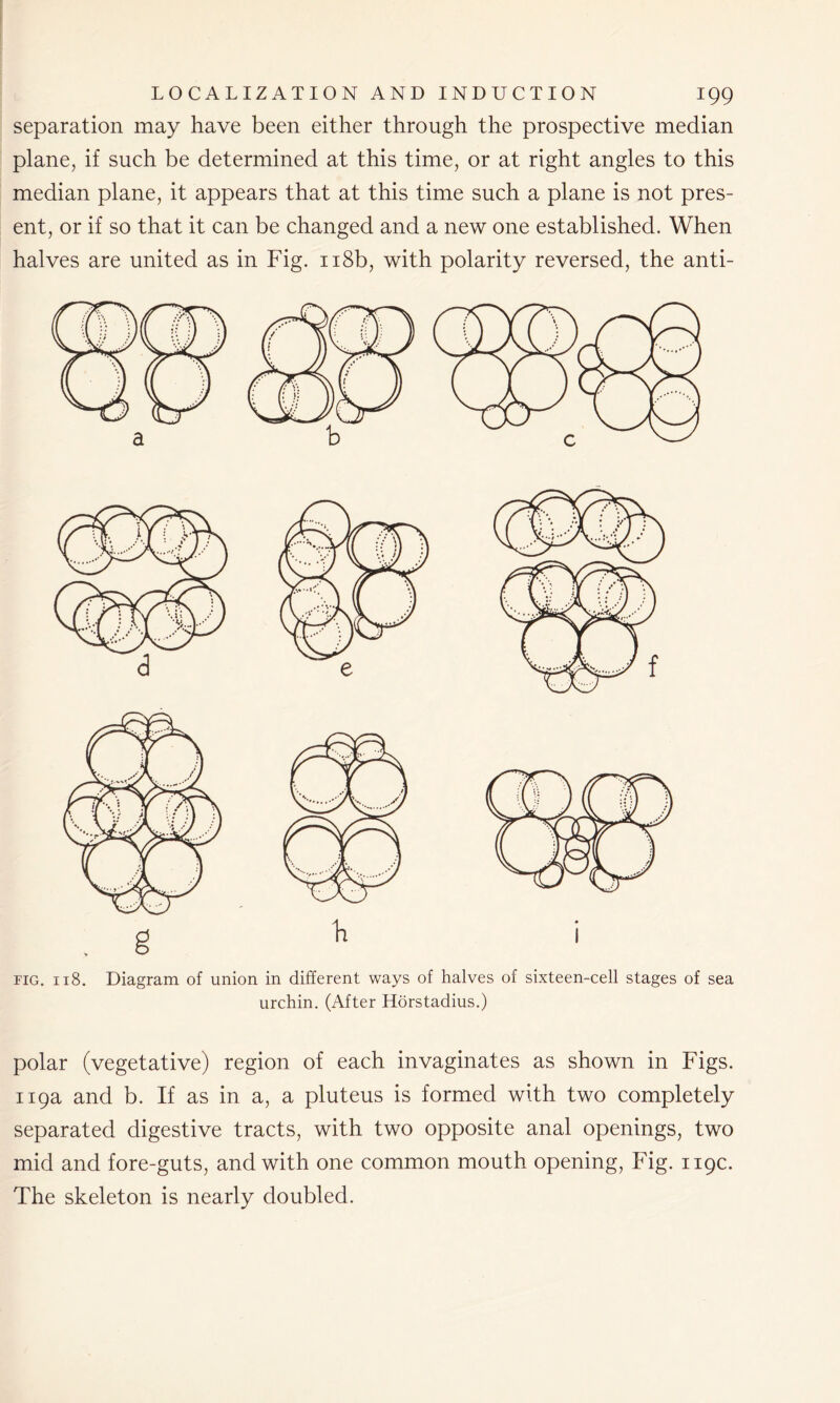 separation may have been either through the prospective median plane, if such be determined at this time, or at right angles to this median plane, it appears that at this time such a plane is not pres- ent, or if so that it can be changed and a new one established. When halves are united as in Fig. 118b, with polarity reversed, the anti- fig. 118. Diagram of union in different ways of halves of sixteen-cell stages of sea urchin. (After Horstadius.) polar (vegetative) region of each invaginates as shown in Figs. 119a and b. If as in a, a pluteus is formed with two completely separated digestive tracts, with two opposite anal openings, two mid and fore-guts, and with one common mouth opening, Fig. 119c. The skeleton is nearly doubled.