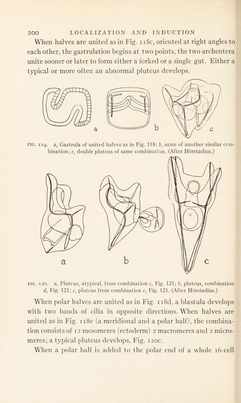 When halves are united as in Fig. 118c, oriented at right angles to each other, the gastrulation begins at two points, the two archentera unite sooner or later to form either a forked or a single gut. Either a typical or more often an abnormal pluteus develops. fig. iiq. a, Gastrula of united halves as in Fig. 118; b, same of another similar com- bination; c, double pluteus of same combination. (After Horstadius.) b fig. 120. a, Pluteus, atypical, from combination c, Fig. 121; b, pluteus, combination d, Fig. 121; c, pluteus from combination e, Fig. 121. (After Horstadius.) When polar halves are united as in Fig. n8d, a blastula develops with two bands of cilia in opposite directions. When halves are united as in Fig. n8e (a meridional and a polar half), the combina- tion consists of 12 mesomeres (ectoderm) 2 macromeres and 2 micro- meres; a typical pluteus develops, Fig. 120c. When a polar half is added to the polar end of a whole 16-cell