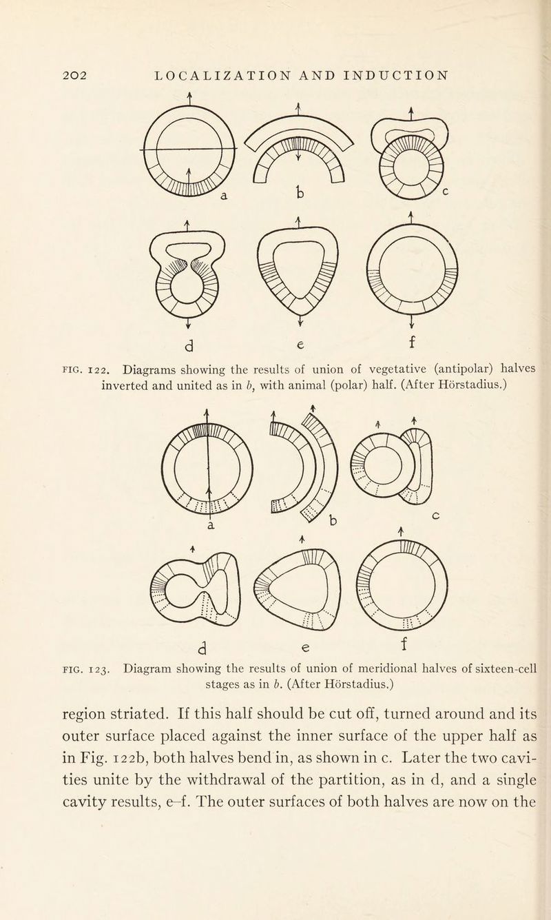 fig. 122. Diagrams showing the results of union of vegetative (antipolar) halves inverted and united as in b, with animal (polar) half. (After Horstadius.) fig. 123. Diagram showing the results of union of meridional halves of sixteen-cell stages as in b. (After Horstadius.) region striated. If this half should be cut off, turned around and its outer surface placed against the inner surface of the upper half as in Fig. 122b, both halves bend in, as shown in c. Later the two cavi- ties unite by the withdrawal of the partition, as in d, and a single cavity results, e-f. The outer surfaces of both halves are now on the
