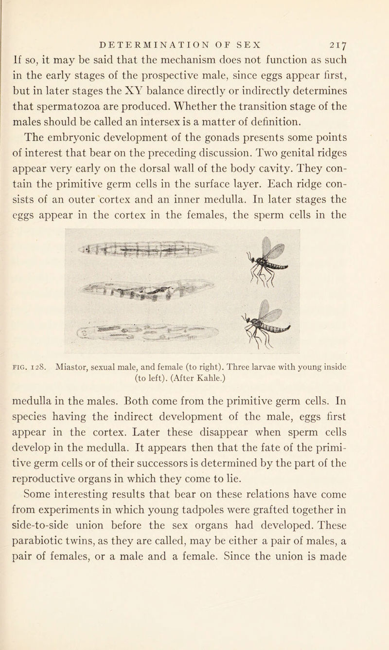 If so, it may be said that the mechanism does not function as such in the early stages of the prospective male, since eggs appear first, but in later stages the XY balance directly or indirectly determines that spermatozoa are produced. Whether the transition stage of the males should be called an intersex is a matter of definition. The embryonic development of the gonads presents some points of interest that bear on the preceding discussion. Two genital ridges appear very early on the dorsal wall of the body cavity. They con- tain the primitive germ cells in the surface layer. Each ridge con- sists of an outer cortex and an inner medulla. In later stages the eggs appear in the cortex in the females, the sperm cells in the fig. 128. Miastor, sexual male, and female (to right). Three larvae with young inside (to left). (After Kahle.) medulla in the males. Both come from the primitive germ cells. In species having the indirect development of the male, eggs first appear in the cortex. Later these disappear when sperm cells develop in the medulla. It appears then that the fate of the primi- tive germ cells or of their successors is determined by the part of the reproductive organs in which they come to lie. Some interesting results that bear on these relations have come from experiments in which young tadpoles were grafted together in side-to-side union before the sex organs had developed. These parabiotic twins, as they are called, may be either a pair of males, a pair of females, or a male and a female. Since the union is made