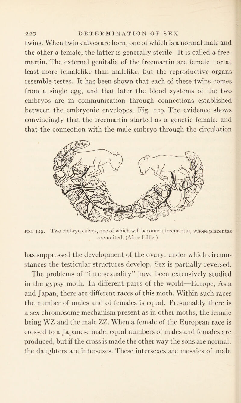 twins. When twin calves are born, one of which is a normal male and the other a female, the latter is generally sterile. It is called a free- martin. The external genitalia of the freemartin are female—or at least more femalelike than malelike, but the reproductive organs resemble testes. It has been shown that each of these twins comes from a single egg, and that later the blood systems of the two embryos are in communication through connections established between the embryonic envelopes, Fig. 129. The evidence shows convincingly that the freemartin started as a genetic female, and that the connection with the male embryo through the circulation fig. 129. Two embryo calves, one of which will become a freemartin, whose placentas are united. (After Lillie.) has suppressed the development of the ovary, under which circum- stances the testicular structures develop. Sex is partially reversed. The problems of “intersexuality” have been extensively studied in the gypsy moth. In different parts of the world—Europe, Asia and Japan, there are different races of this moth. Within such races the number of males and of females is equal. Presumably there is a sex chromosome mechanism present as in other moths, the female being WZ and the male ZZ. When a female of the European race is crossed to a Japanese male, equal numbers of males and females are produced, but if the cross is made the other way the sons are normal, the daughters are intersexes. These intersexes are mosaics of male