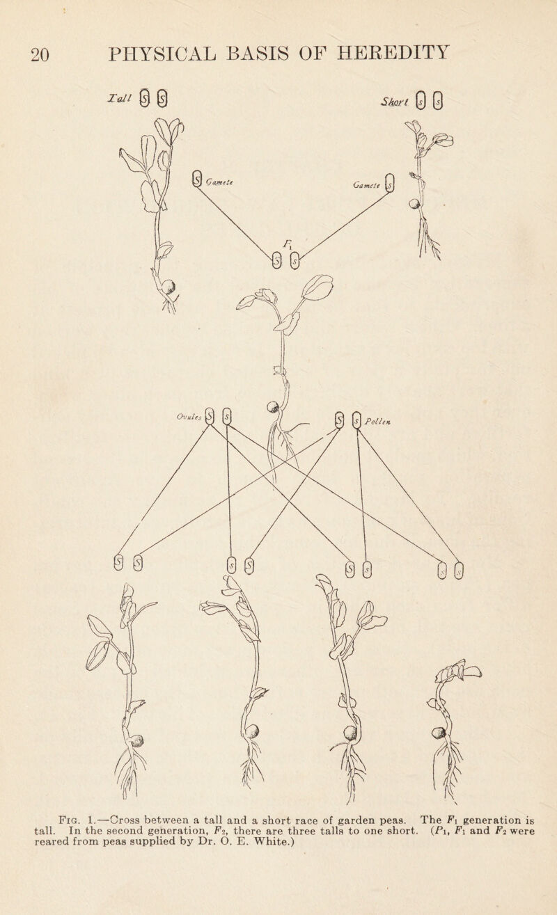 0 @ StoH. 0 0 Fig. 1.—Cross between a tall and a short race of garden peas. The F\ generation is tall. In the second generation, Ft, there are three tails to one short. (Pi, F\ and F% were reared from peas supplied by Dr. O. E. White.)