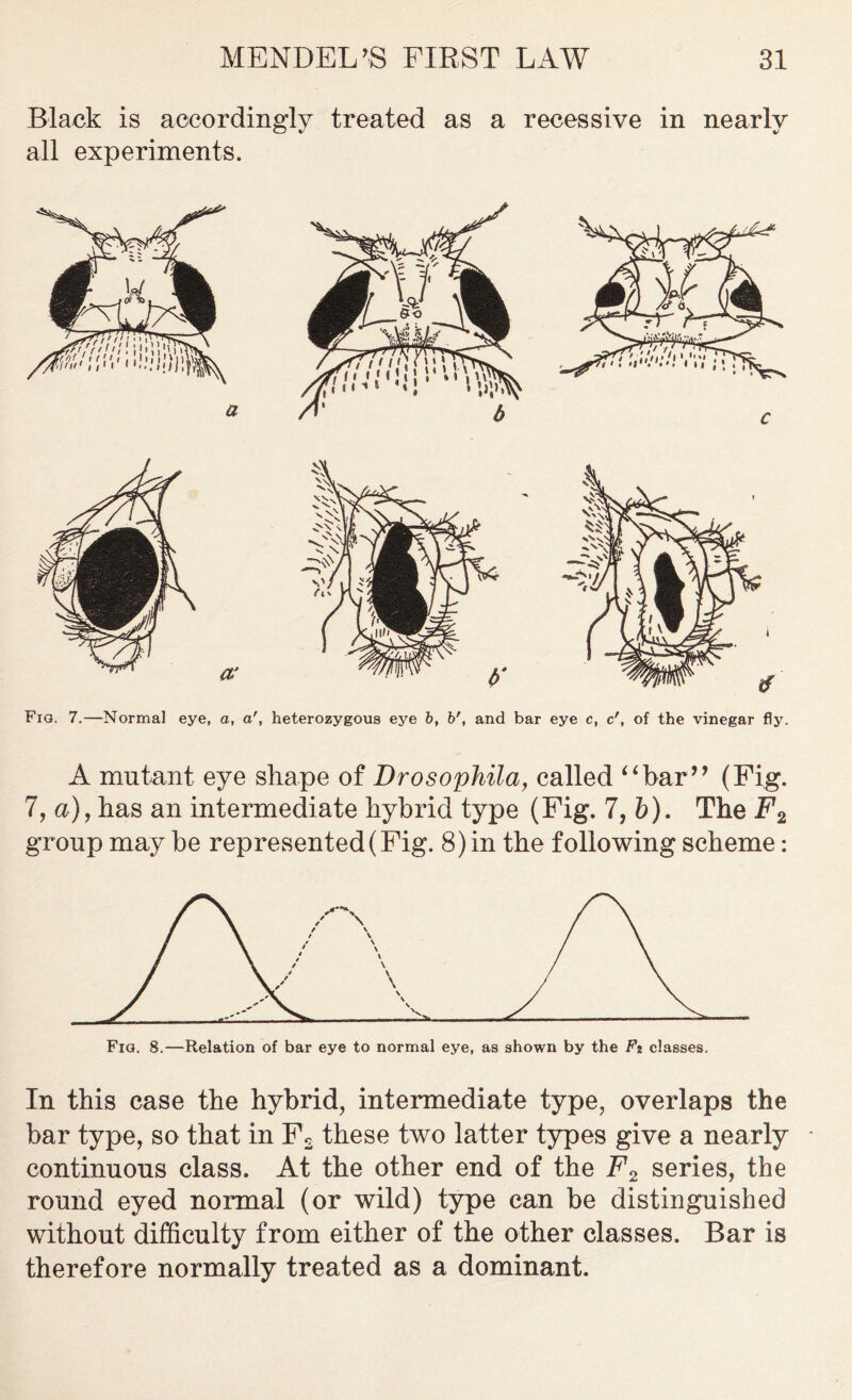 Black is accordingly treated as a recessive in nearly all experiments. A mutant eye shape of Drosophila, called “bar” (Fig. 7, a), has an intermediate hybrid type (Fig. 7, b). The F2 group may be represented (Fig. 8) in the following scheme: Fia. 8.—Relation of bar eye to normal eye, as shown by the Ft classes. In this case the hybrid, intermediate type, overlaps the bar type, so that in F2 these two latter types give a nearly continuous class. At the other end of the F2 series, the round eyed normal (or wild) type can be distinguished without difficulty from either of the other classes. Bar is therefore normally treated as a dominant.