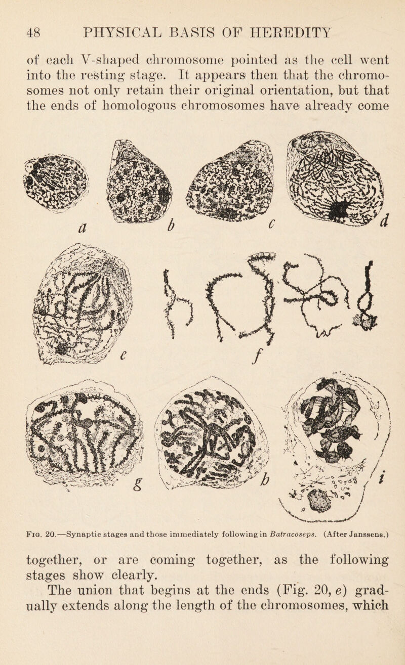 of each Y-shaped chromosome pointed as the cell went into the resting stage. It appears then that the chromo- somes not only retain their original orientation, but that the ends of homologous chromosomes have already come Fig. 20.—Synaptic stages and those immediately following in Batracoseps. (After Janssens.) together, or are coming together, as the following stages show clearly. The union that begins at the ends (Fig. 20, e) grad- ually extends along the length of the chromosomes, which