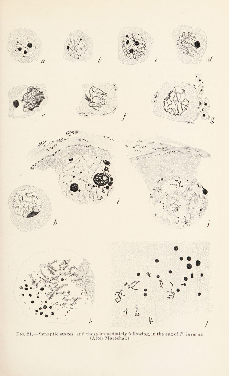 Fig. 21.—Synaptic stages, and those immediately following, in the egg of Pristiurus. (After Marechal.)