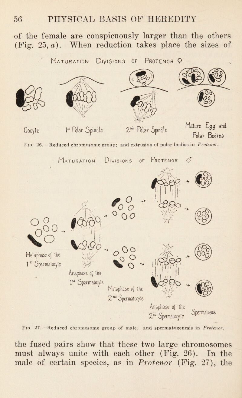 of the female are conspicuously larger than the others (Fig. 25, a). When reduction takes place the sizes of Maturation DiyiSioNS of Protcnor Q l5t Polar Spindle Mature Egg and Polav Bodies Fig. 26.—Reduced chromosome group; and extrusion of polar bodies in Protenor. Maturation Divisions or Protenor (5 N»V •AX O 0 o00- \o fates \&Qo Metaphase oj the \s\iv 1£1 Spermatocyte w ~ Anaphase oj the l5t Spermatocyte Metaphase oj the 2 Spermatocyte Anaphase of the 2a Spermatocyte Fig. 27.—Reduced chromosome group of male; and spermatogenesis in Protenor. the fused pairs show that these two large chromosomes must always unite with each other (Fig. 26). In the male of certain species, as in Protenor (Fig. 27), the