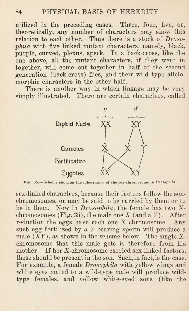 utilized in the preceding cases. Three, four, five, or, theoretically, any number of characters may show this relation to each other. Thus there is a stock of Droso- phila with five linked mutant characters, namely, black, purple, curved, plexus, speck. In a back-cross, like the one above, all the mutant characters, if they went in together, will come out together in half of the second generation (back-cross) flies, and their wild type allelo- morphic characters in the other half. There is another way in which linkage may be very simply illustrated. There are certain characters, called Diploid Nuclei Gametes Fertilization Zygotes $ * Fig. 35.—Scheme showing the inheritance of the sex-chromosome in Drosophila. sex-linked characters, because their factors follow the sex- chromosomes, or may be said to be carried by them or to be in them. Now in Drosophila, the female has two X- chromosomes (Fig. 35), the male one X (and a F). After reduction the eggs have each one X chromosome. Any such egg fertilized by a F-bearing sperm will produce a male (XT), as shown in the scheme below. The single X- chromosome that this male gets is therefore from his mother. If her X-chromosome carried sex-linked factors, these should be present in the son. Such, in fact, is the case. For example, a female Drosophila with yellow wings and white eyes mated to a wild-type male will produce wild- tvpe females, and yellow white-eyed sons (like the