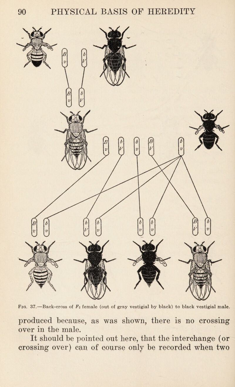 Fig. 37.—Back-cross of F-i female (out of gray vestigial by black) to black vestigial male. produced because, as was shown, there is no crossing over in the male. It should be pointed out here, that the interchange (or crossing over) can of course only be recorded when two