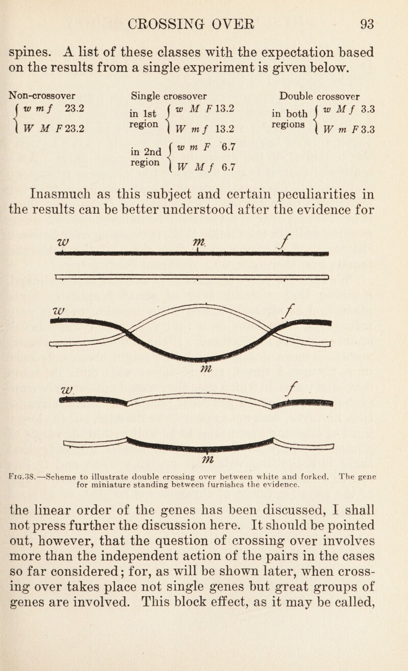 spines. A list of these classes with the expectation based on the results from a single experiment is given below. Non-crossover Single crossover Double crossover w 23'2 in 1st \w M F 13-2 in both < « M f 3.3 W M F23.2 region ) W mf 13.2 regions ( w m Fzz in 2nd f w m F 67 region j w M j 6 7 Inasmuch as this subject and certain peculiarities in the results can be better understood after the evidence for w in T ) m E^ig.38.—Scheme to illustrate double crossing over between white and forked. The gene for miniature standing between furnishes the evidence. the linear order of the genes has been discussed, 1 shall not press further the discussion here. It should be pointed out, however, that the question of crossing over involves more than the independent action of the pairs in the cases so far considered; for, as will be shown later, when cross- ing over takes place not single genes but great groups of genes are involved. This block effect, as it may be called,